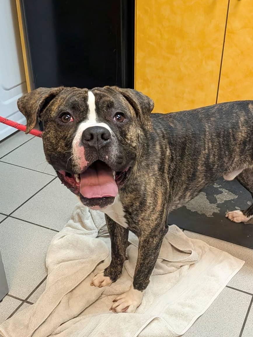 Rasco - Boxer available for adoption