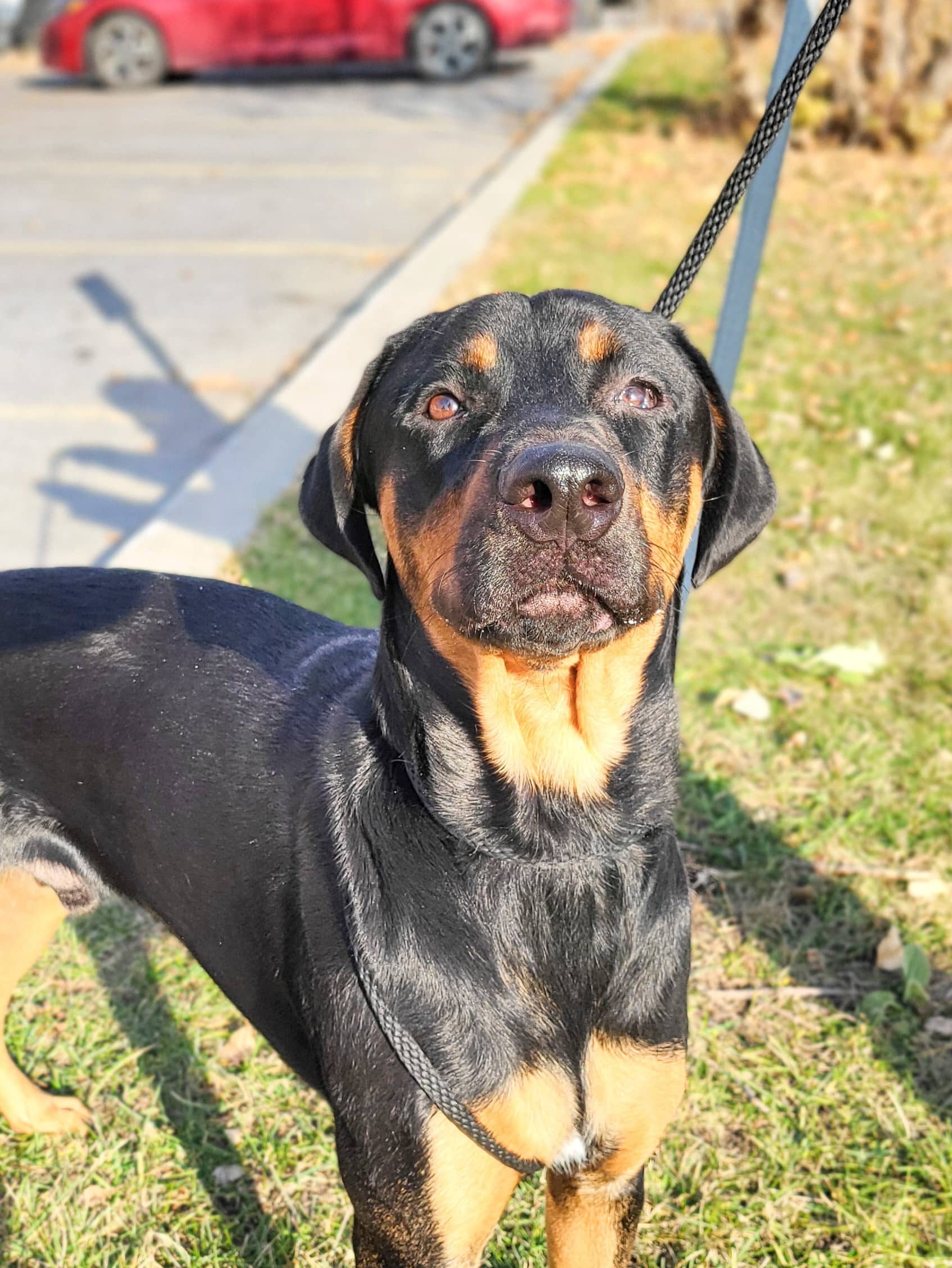 Ravioli - Mixed Breed available for adoption at SPCA de l'Outaouais in Gatineau
