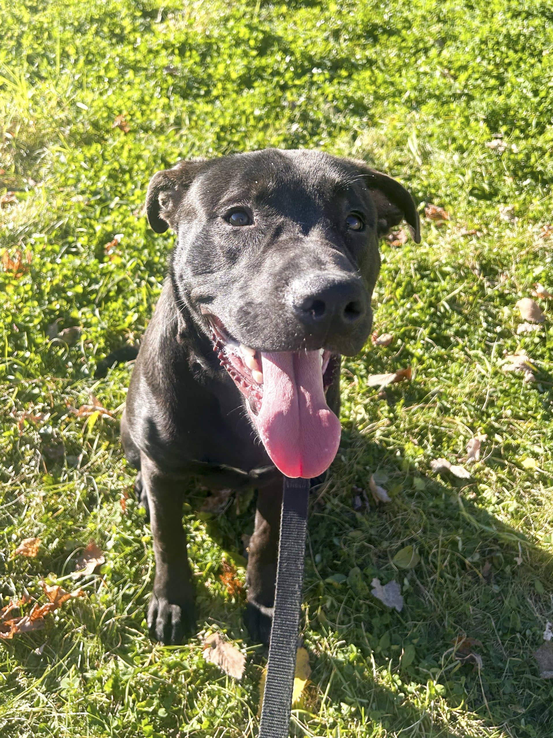 Rosko - Mixed Breed available for adoption