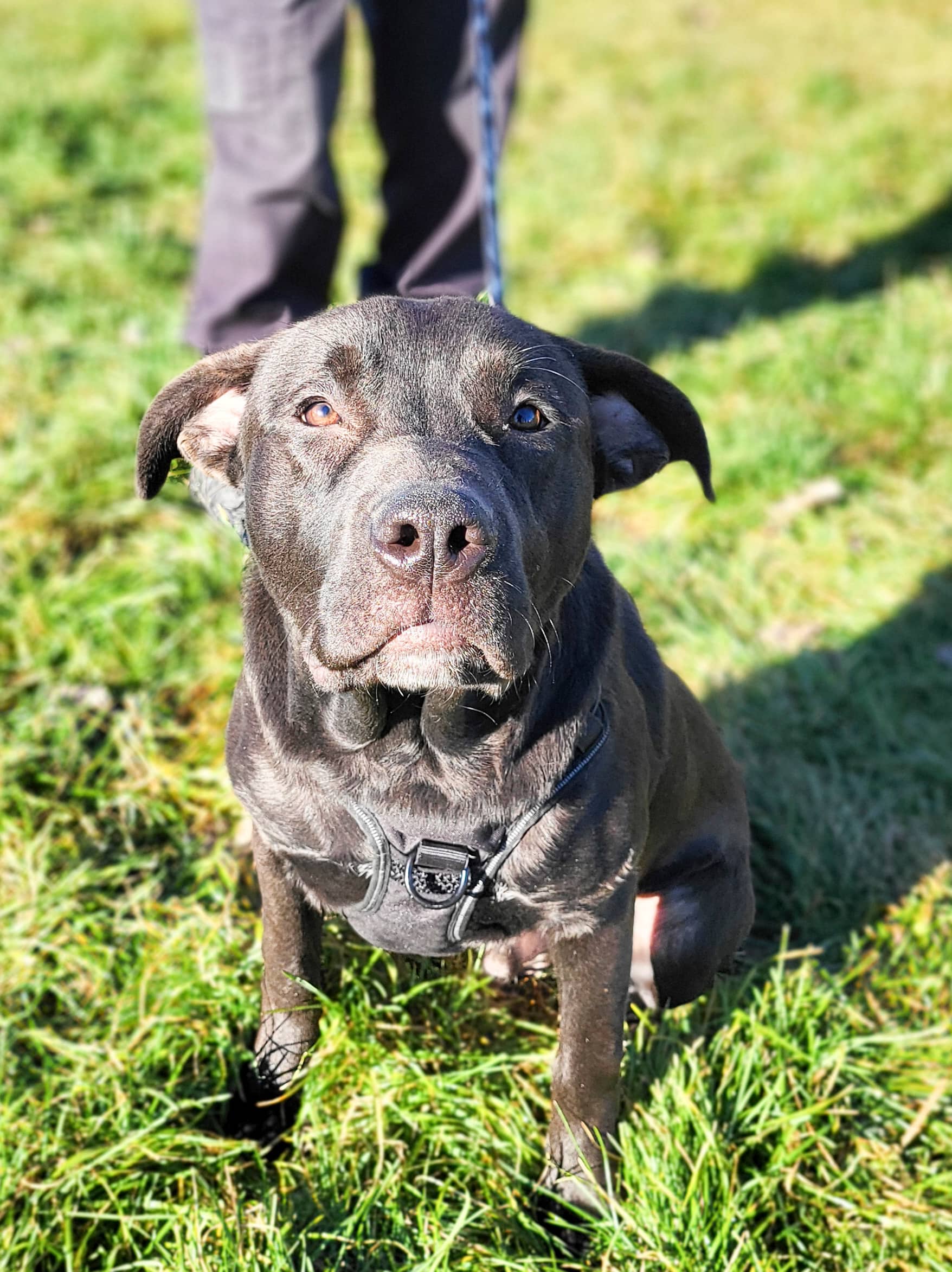 Rosko - Mixed Breed available for adoption
