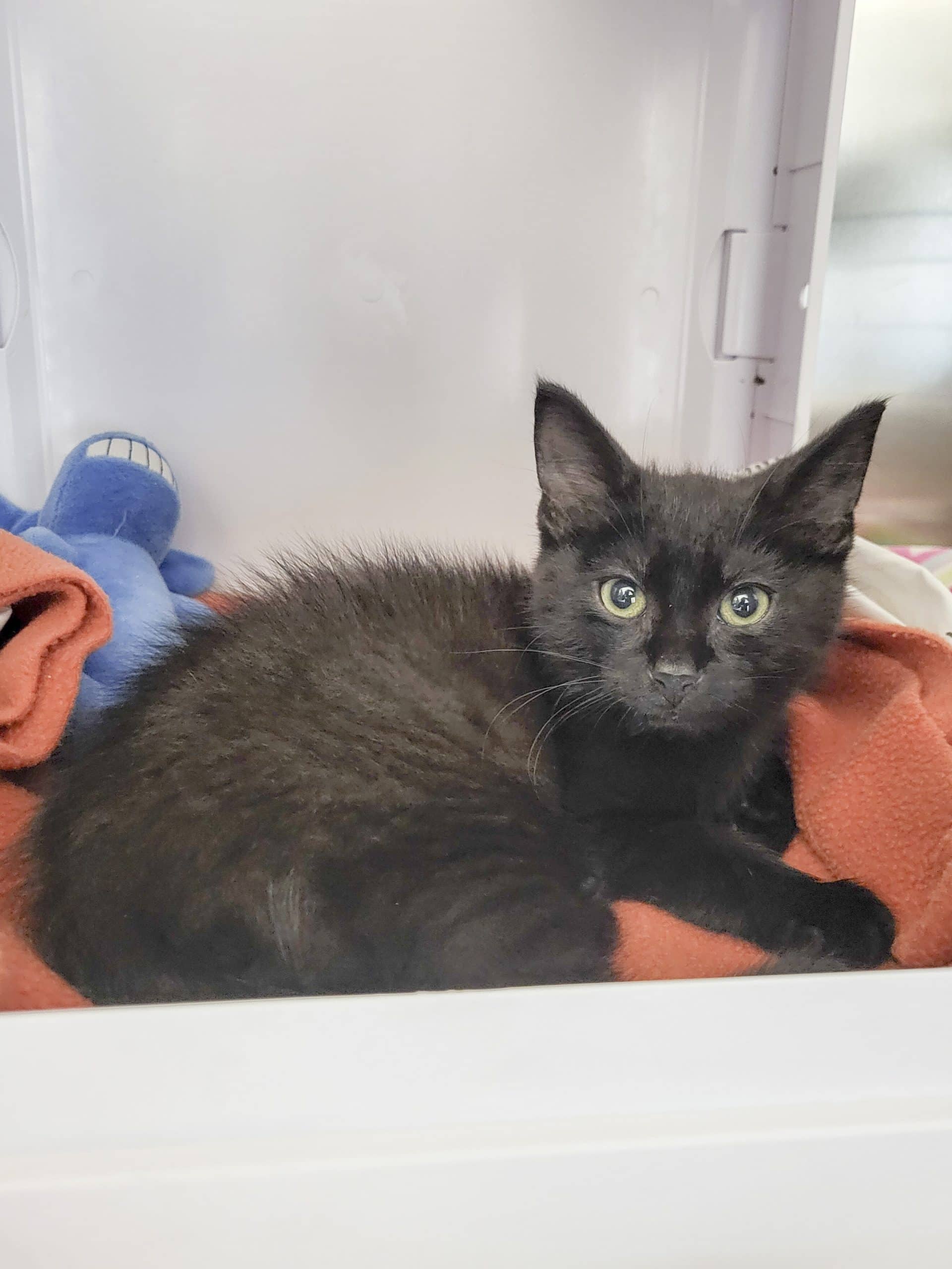 Sundae - Domestic Shorthair cat available for adoption at SPCA de l'Outaouais in Gatineau