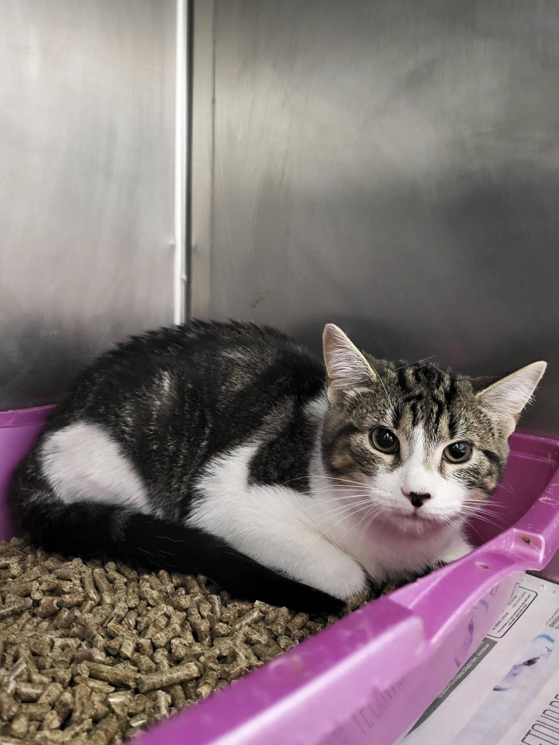 Sushi - Domestic Shorthair available for adoption