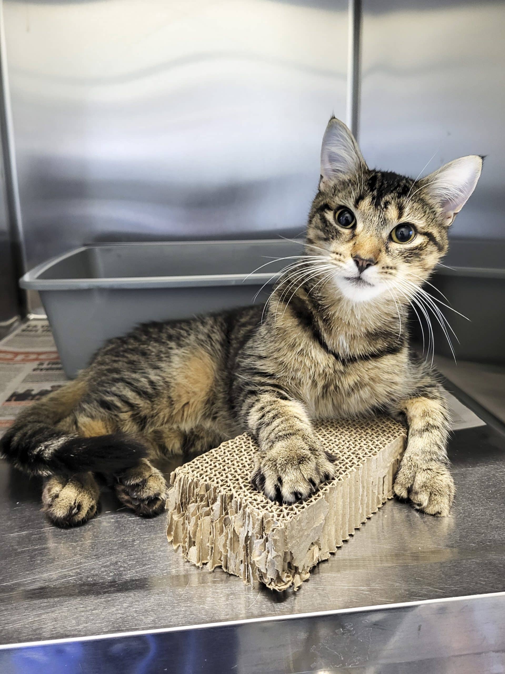 Tigger - Domestic Shorthair available for adoption