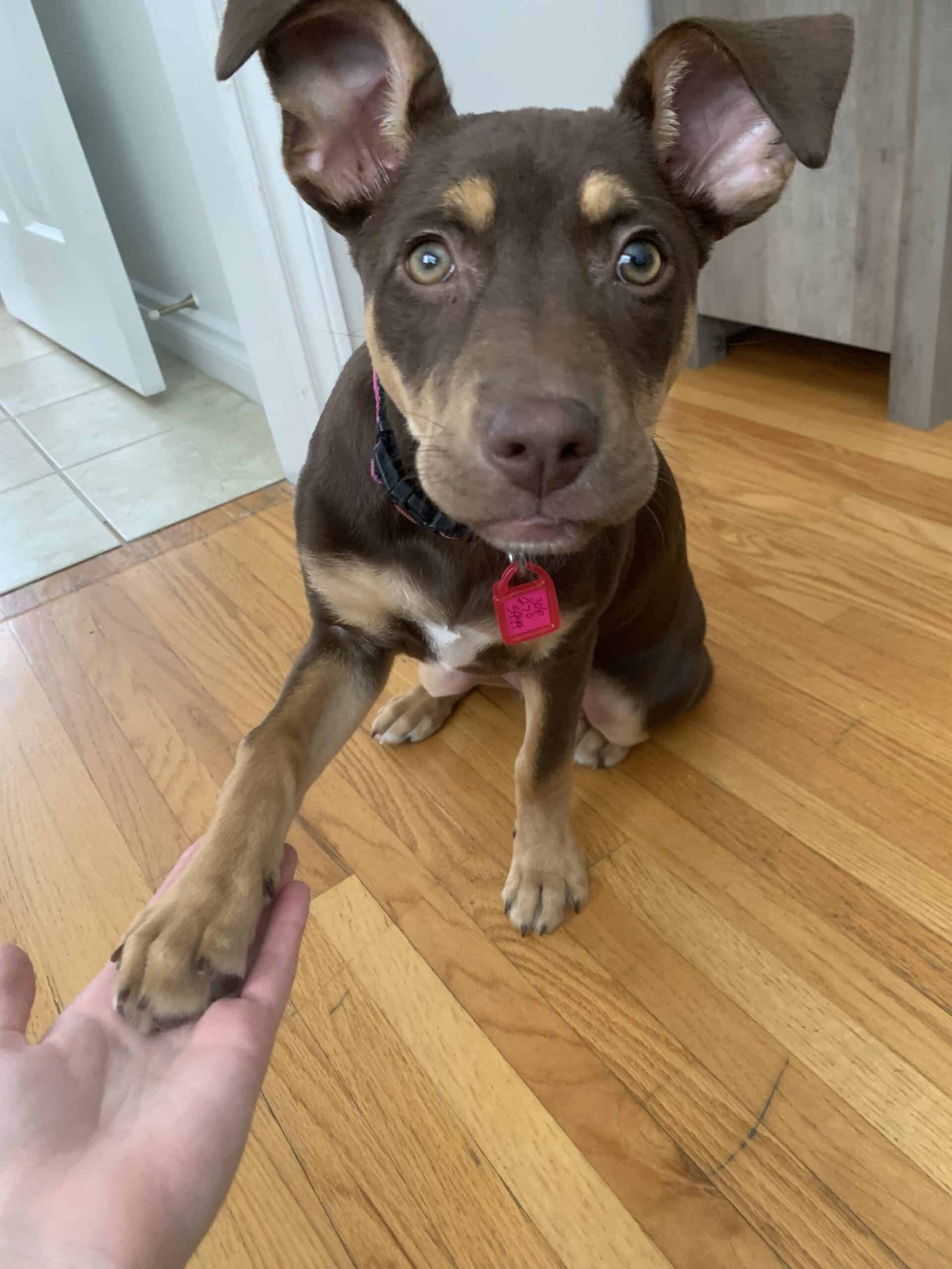 Ginny - Mixed Breed available for adoption at New Hope Dog Rescue in Saskatoon