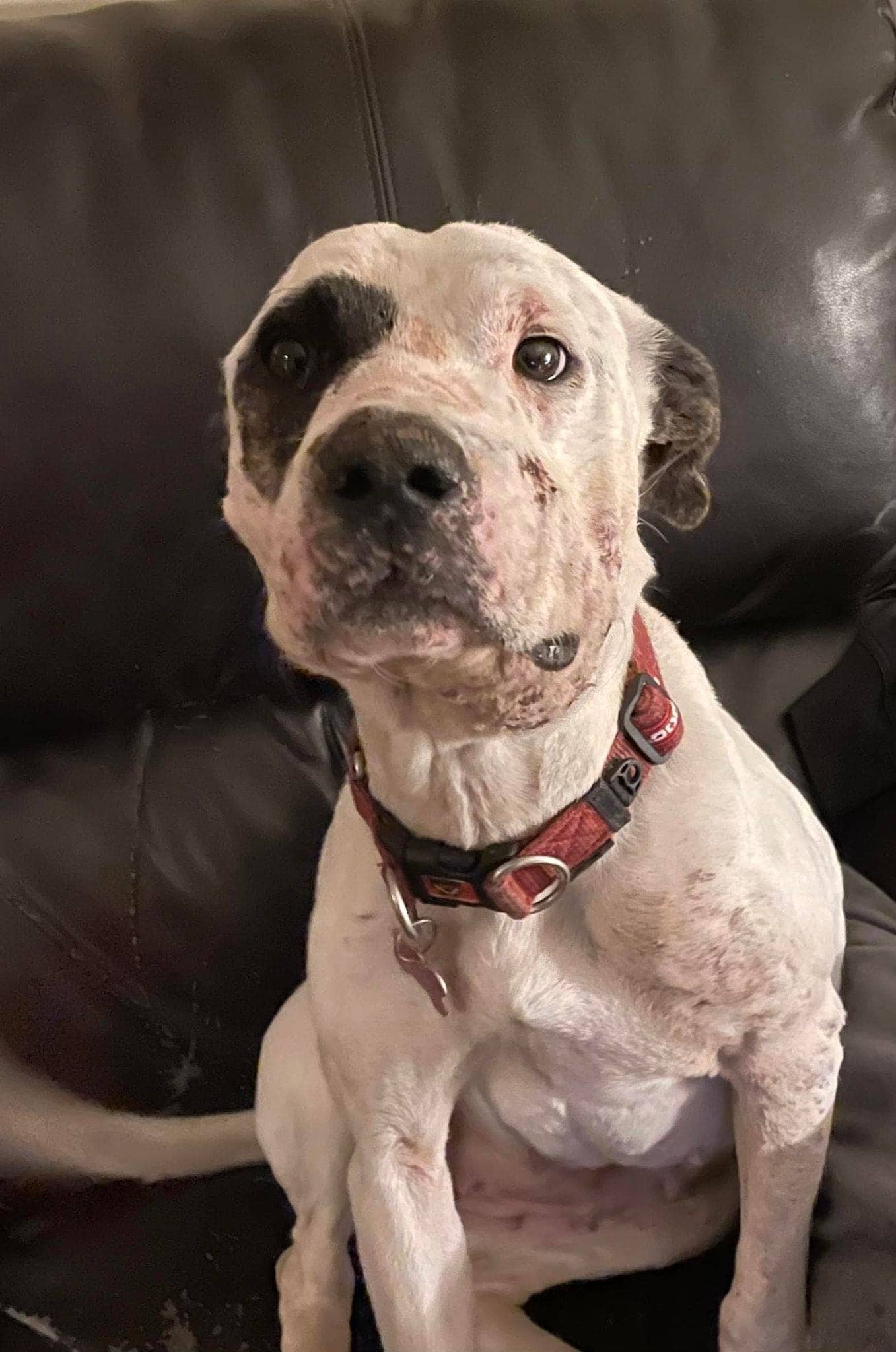 Juniper - Mixed Breed available for adoption