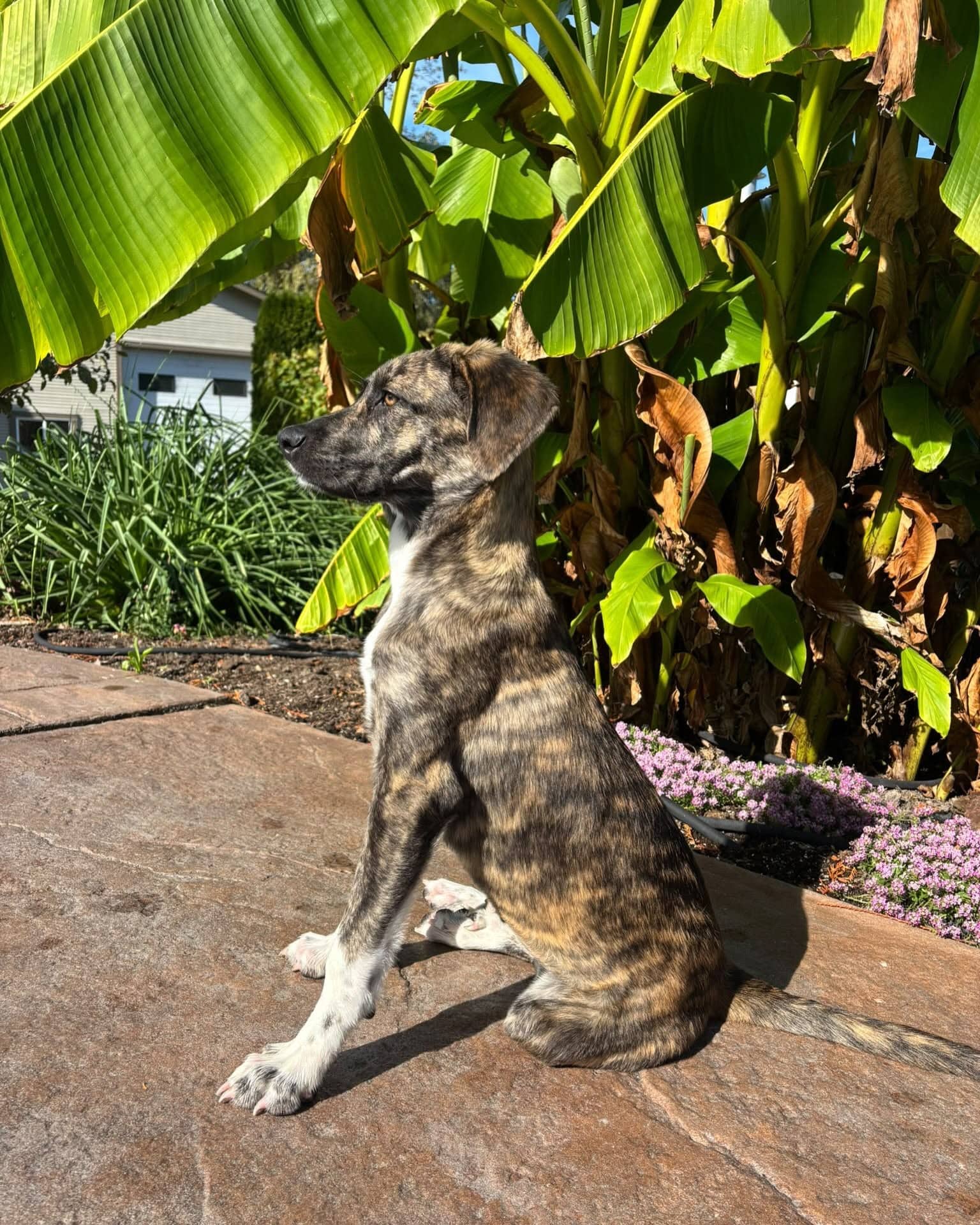 Pretty Girl - Mixed Breed available for adoption at Barney's Furry Friends in Vancouver