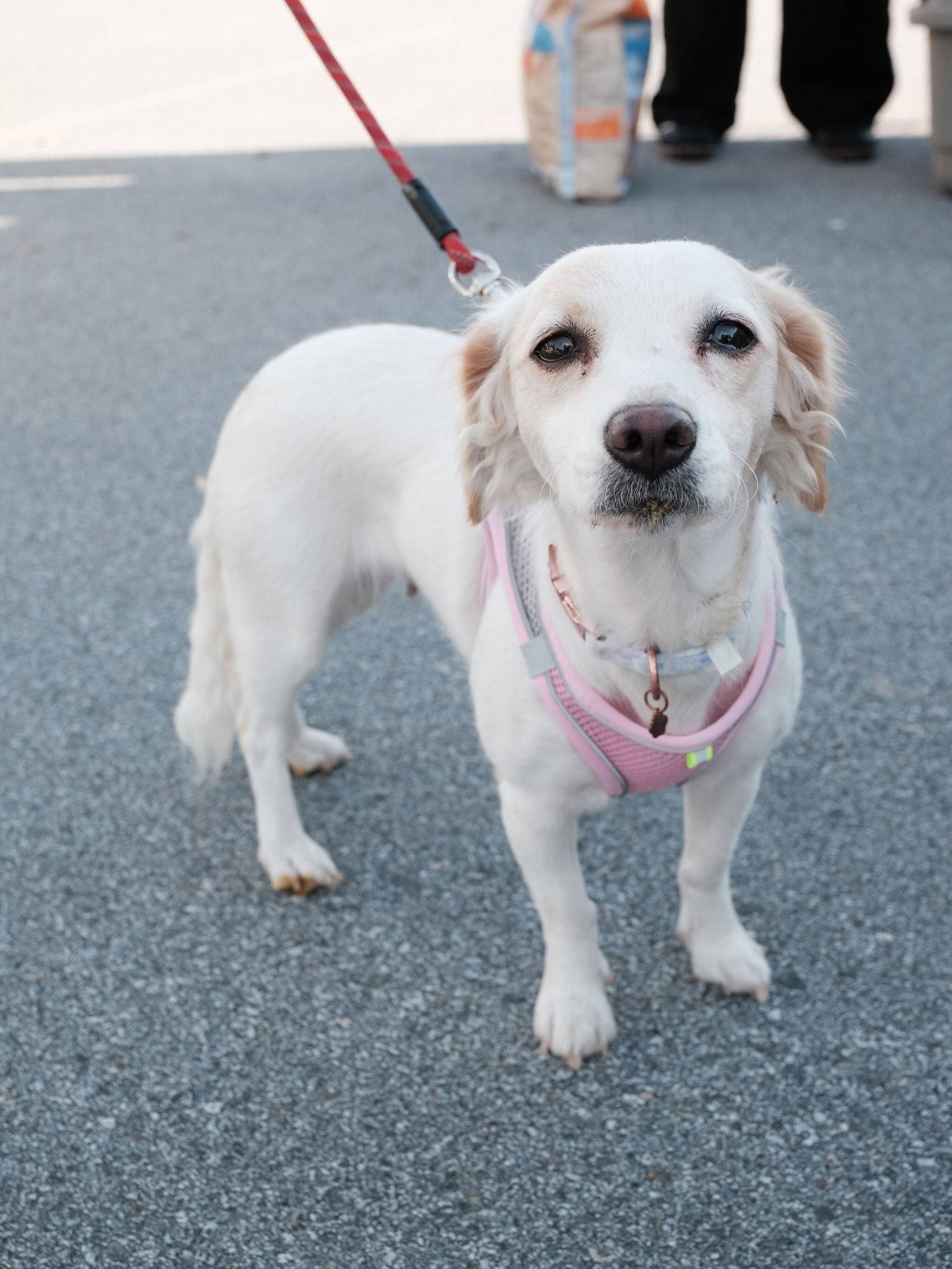 Lottie - Chihuahua available for adoption at Barney's Furry Friends in Vancouver