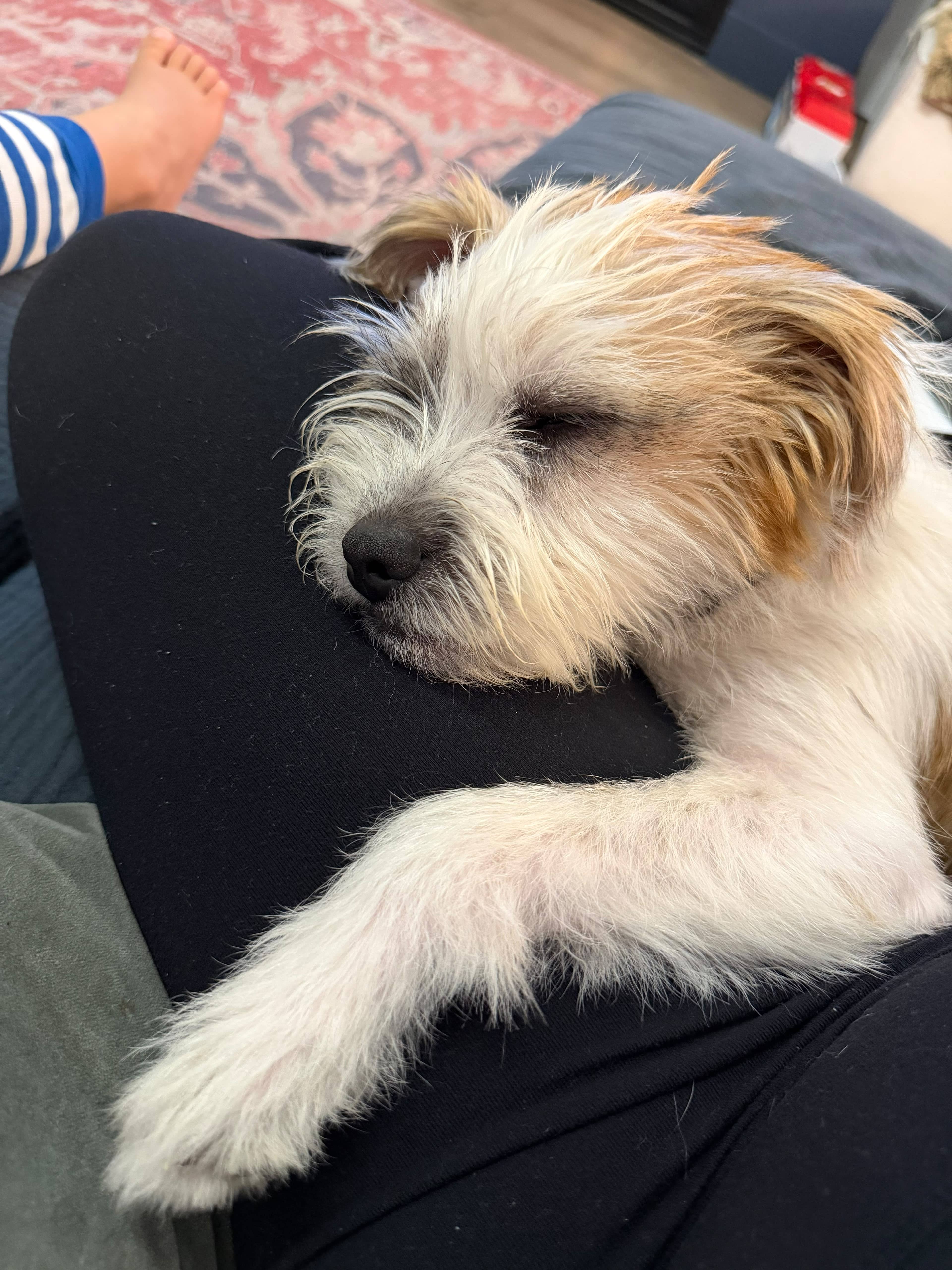 Sanders - Mixed Breed available for adoption at Barney's Furry Friends in Vancouver