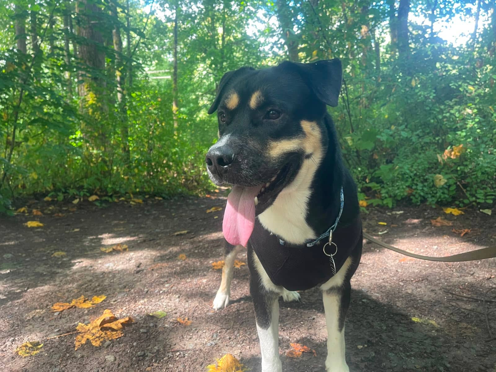 Moses - Labrador Mix available for adoption at Barney's Furry Friends in Vancouver