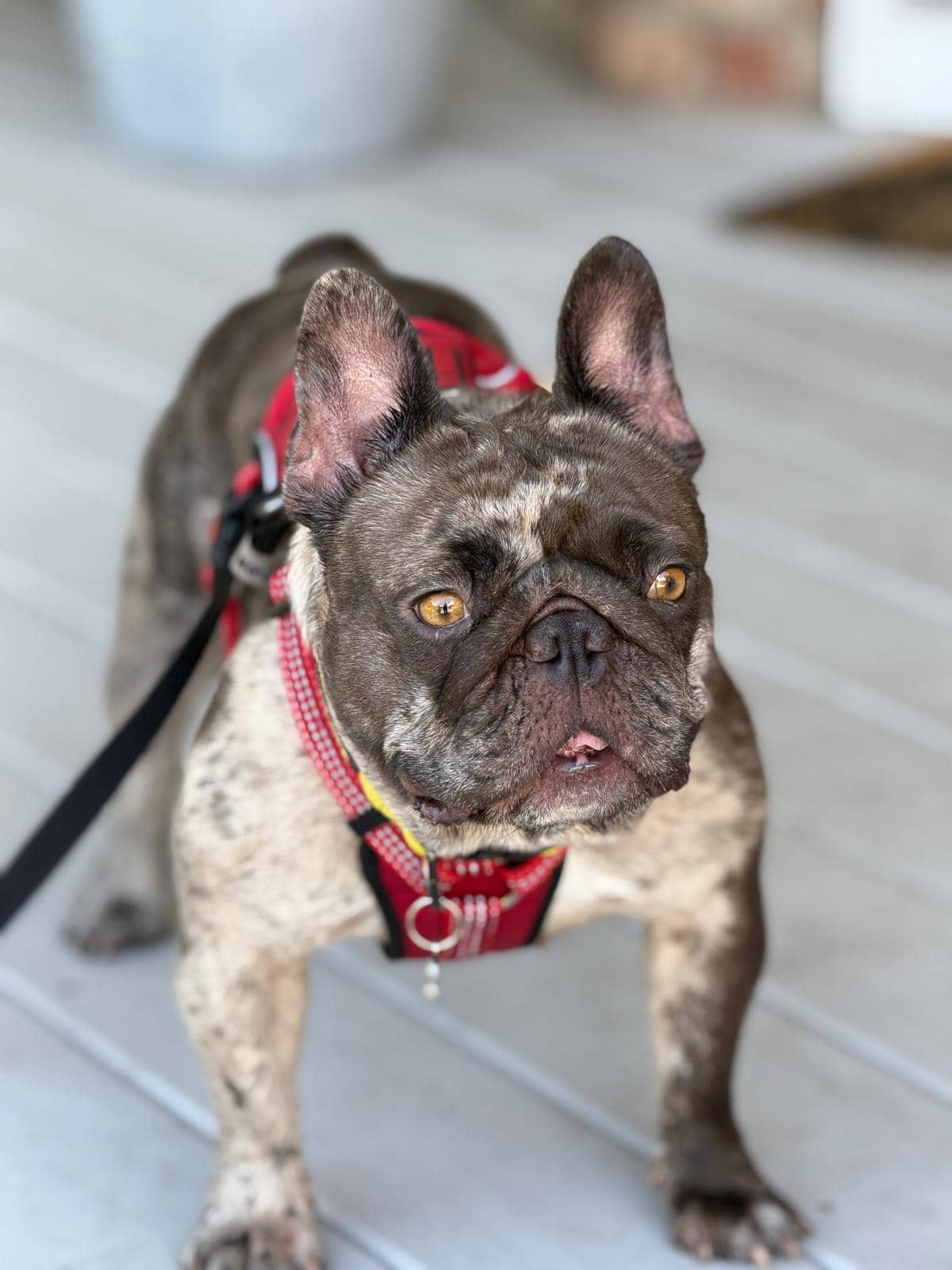 Millie - French Bulldog available for adoption at Barney's Furry Friends in Vancouver