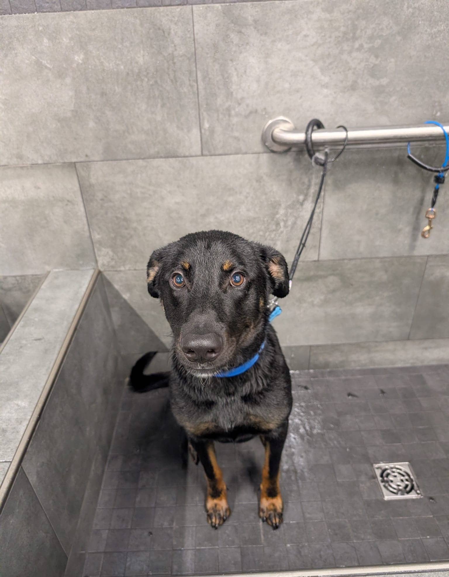 Benny - Mixed Breed available for adoption at Barney's Furry Friends in Vancouver