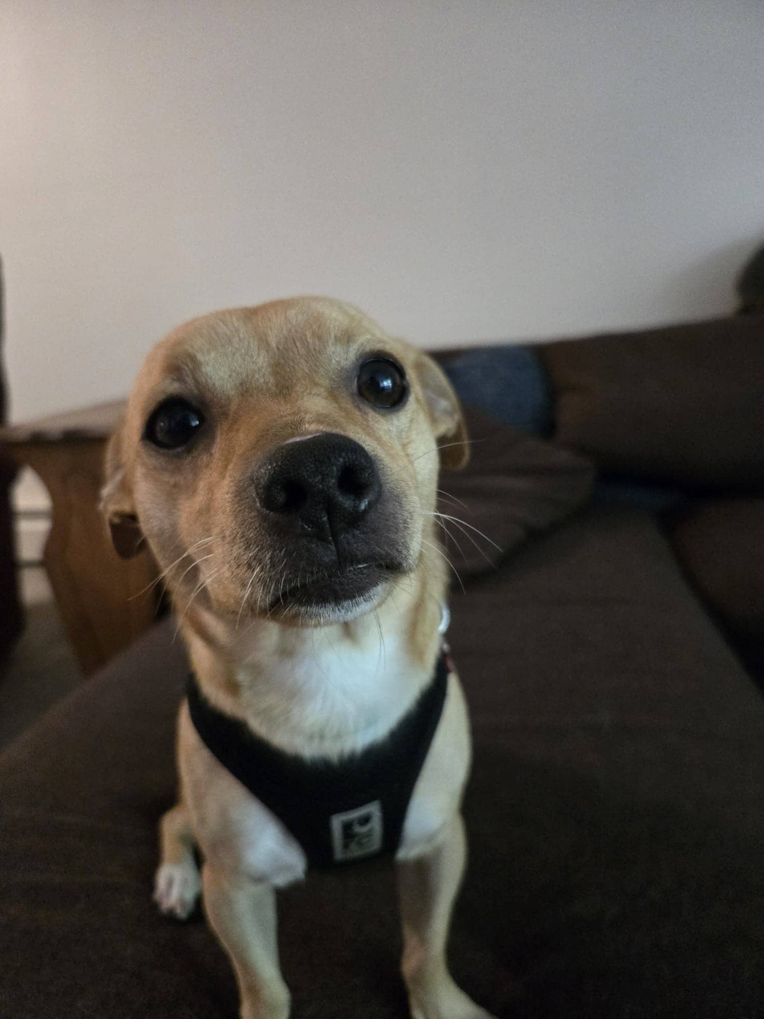 Huxley - Mixed Breed available for adoption at Barney's Furry Friends in Vancouver