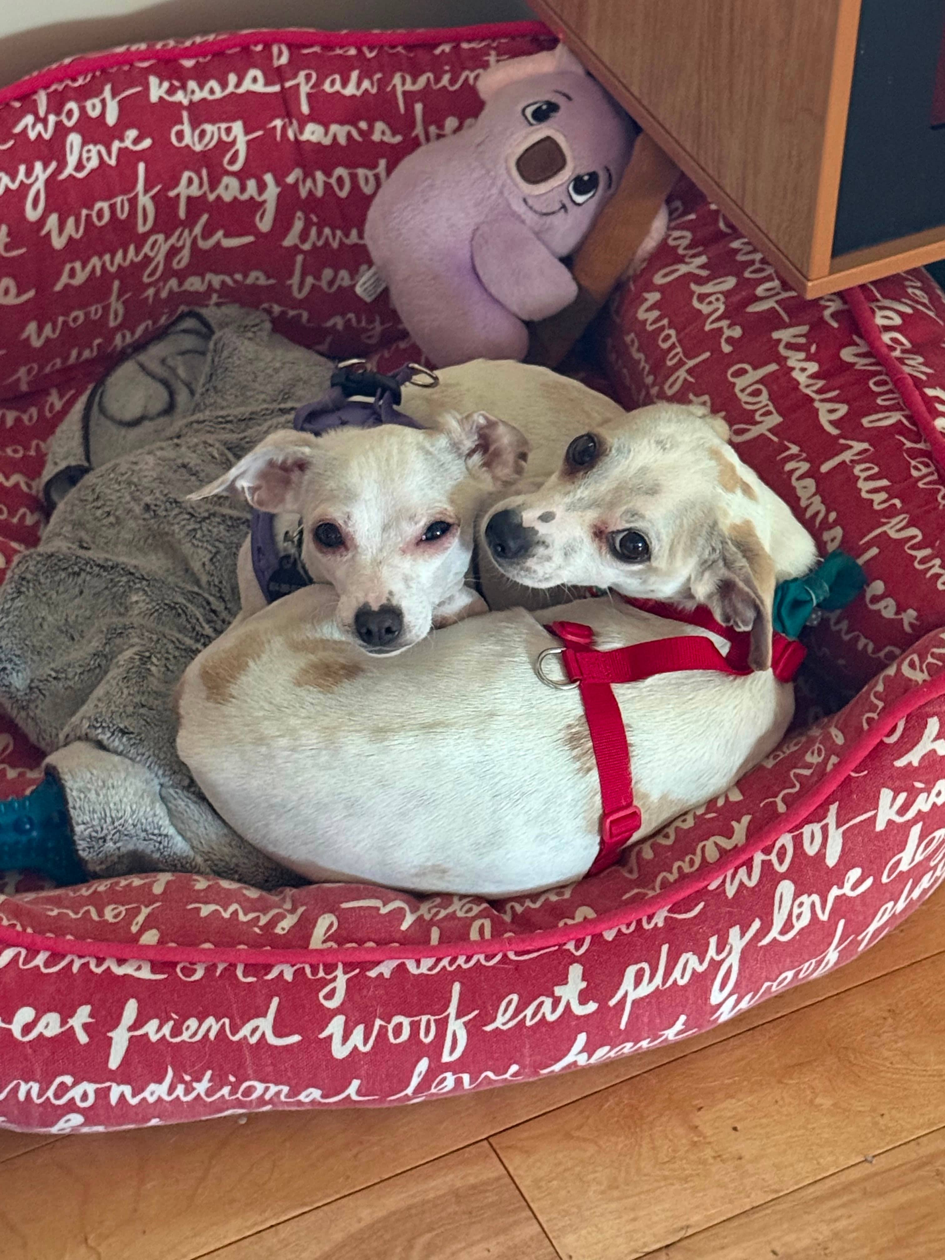 Oliver + Sophie - Mixed Breed available for adoption at Barney's Furry Friends in Vancouver