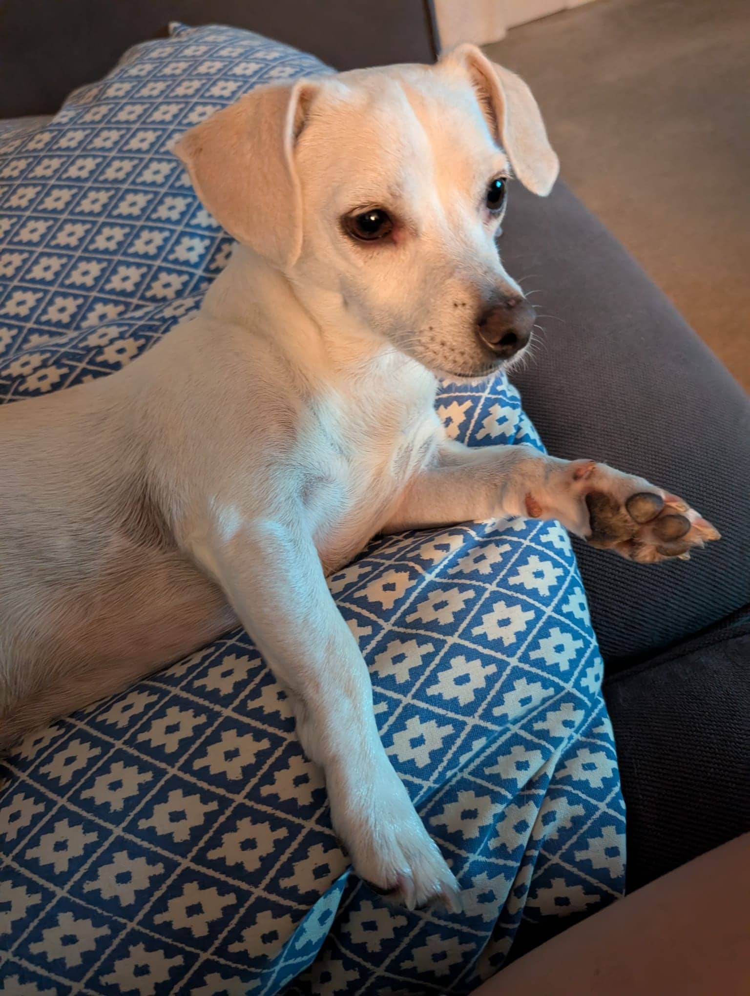 Pablito - Jack Russell Mix available for adoption at Barney's Furry Friends in Vancouver
