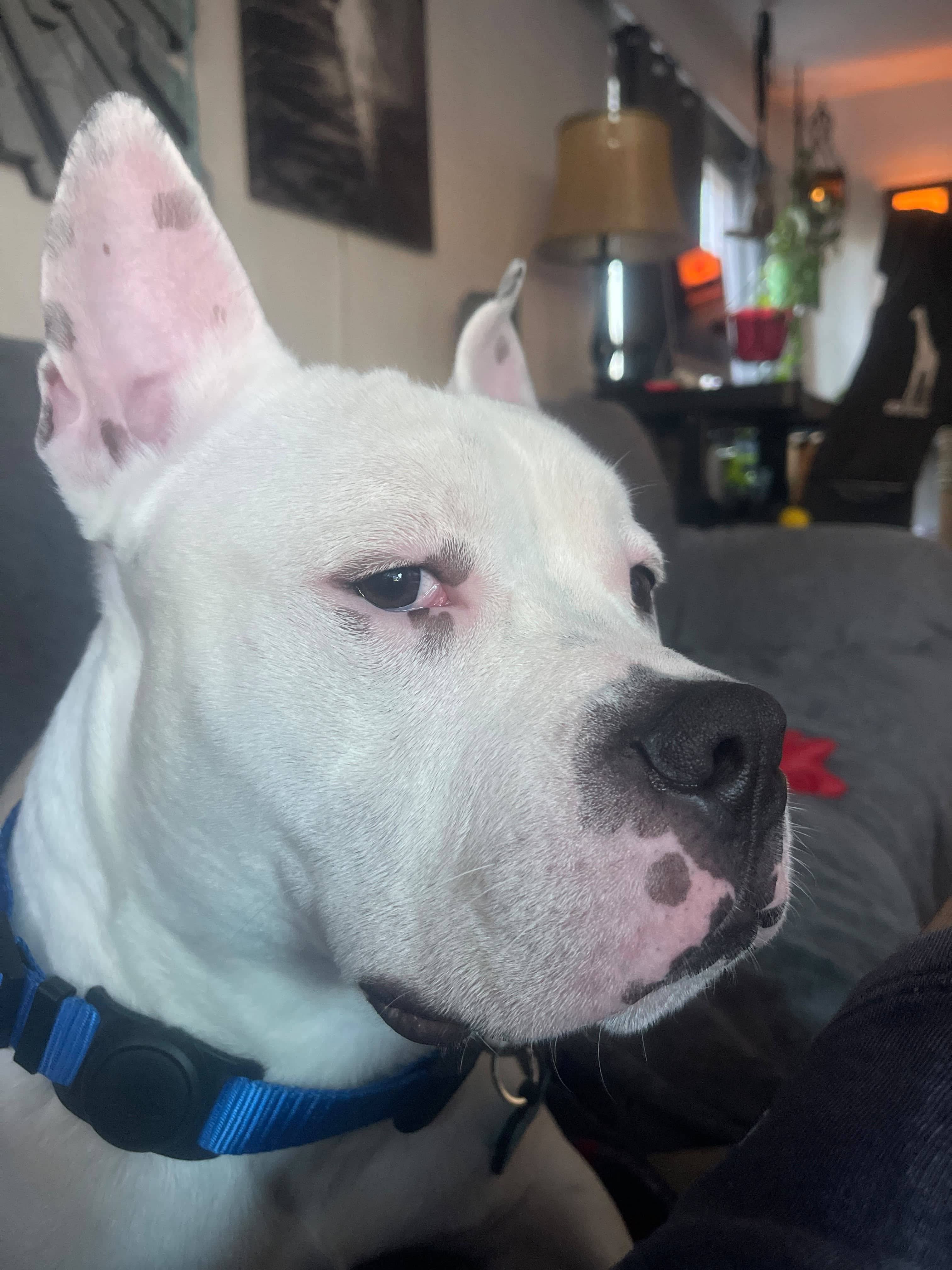 Zion - Pit Bull Mix available for adoption at Barney's Furry Friends in Vancouver