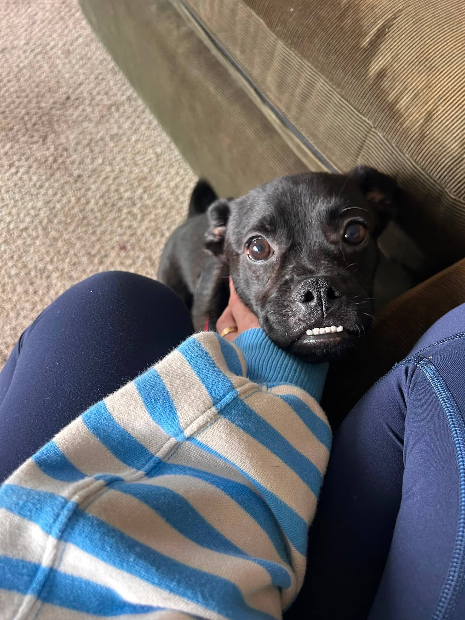 Zenith - Mixed Breed available for adoption at Barney's Furry Friends in Vancouver