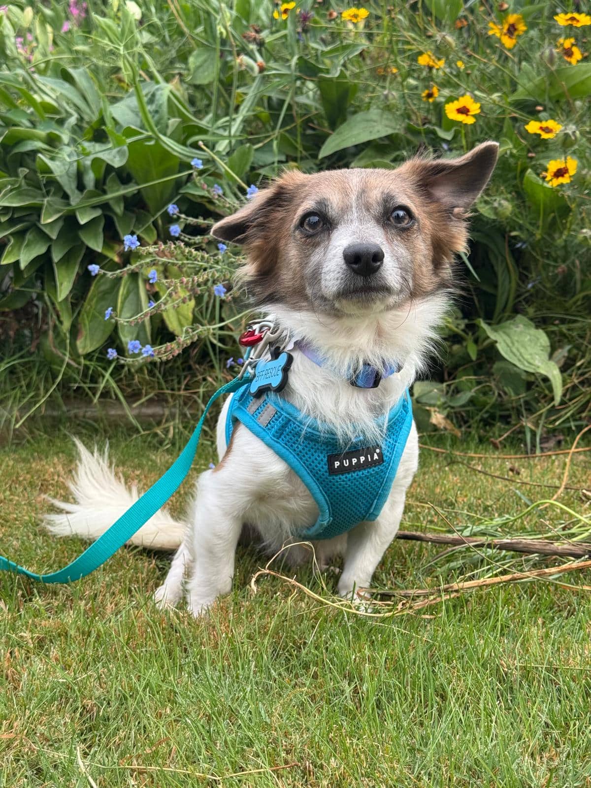 Plankton - Mixed Breed available for adoption at Barney's Furry Friends in Vancouver