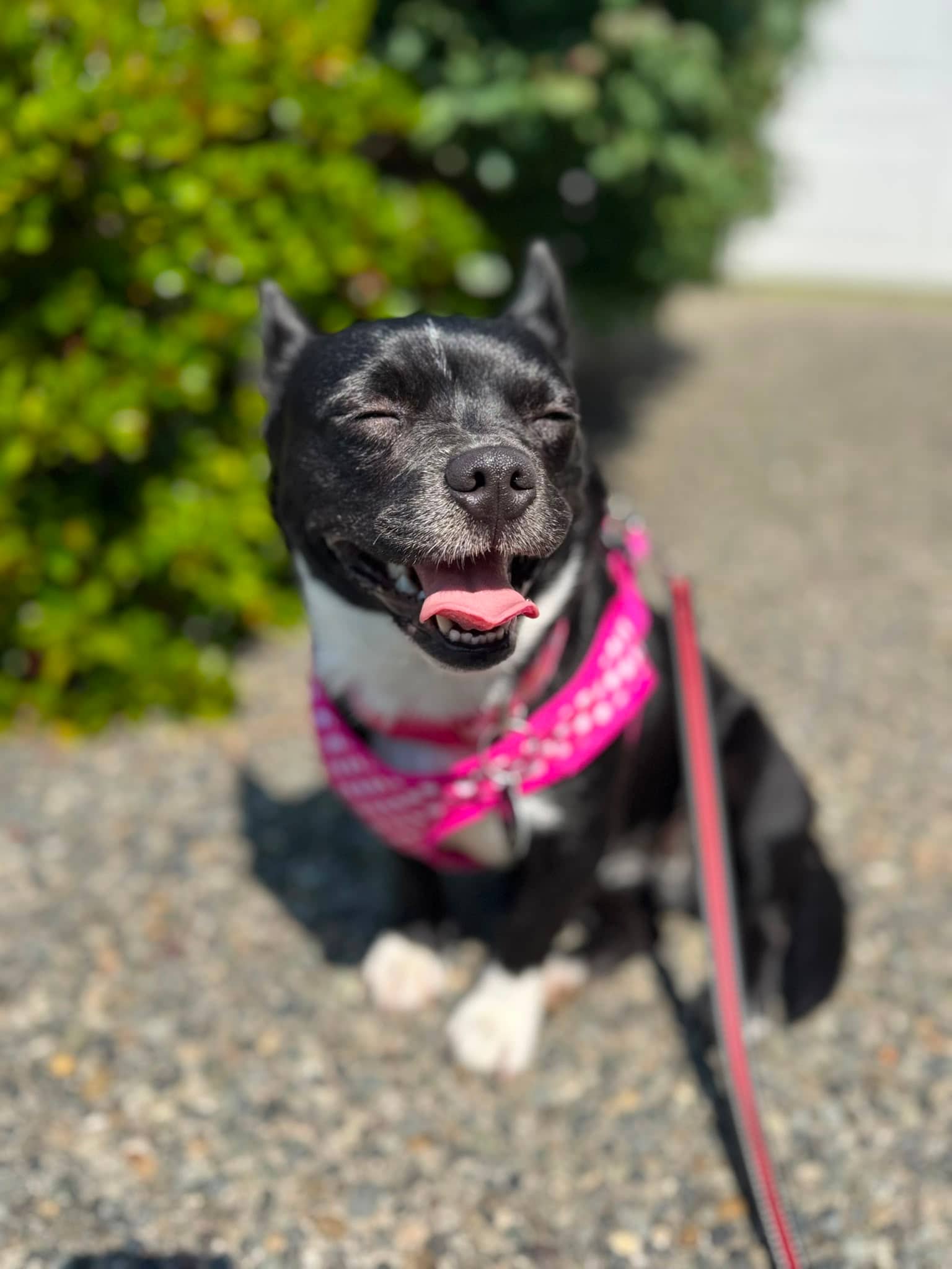 Twilah - Mixed Breed available for adoption at Barney's Furry Friends in Vancouver