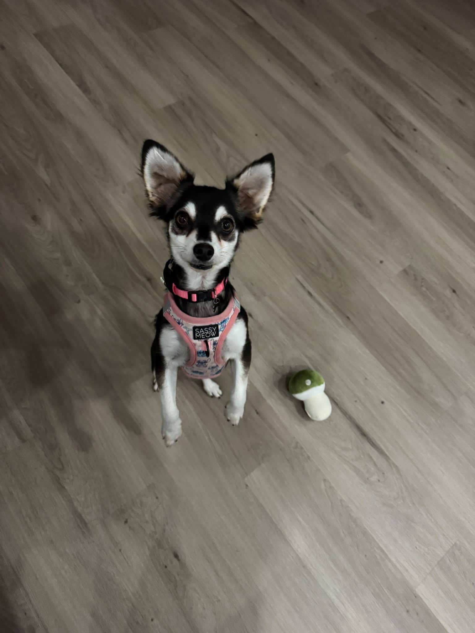 Merriweather - Mixed Breed available for adoption at Barney's Furry Friends in Vancouver