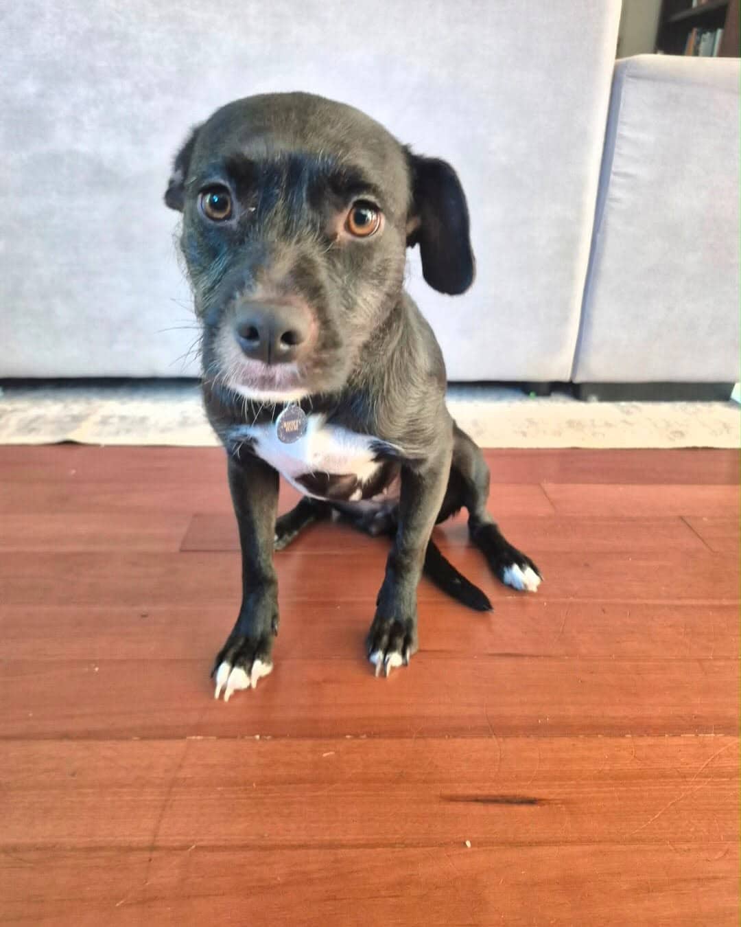 Bonnie - Mixed Breed available for adoption at Barney's Furry Friends in Vancouver