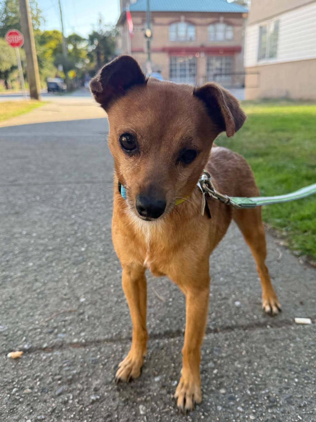 Canelo - Mixed Breed available for adoption at Barney's Furry Friends in Vancouver