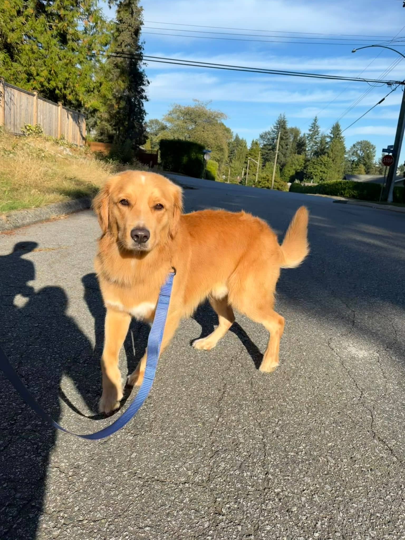 Honey - Golden Retriever available for adoption at Barney's Furry Friends in Vancouver