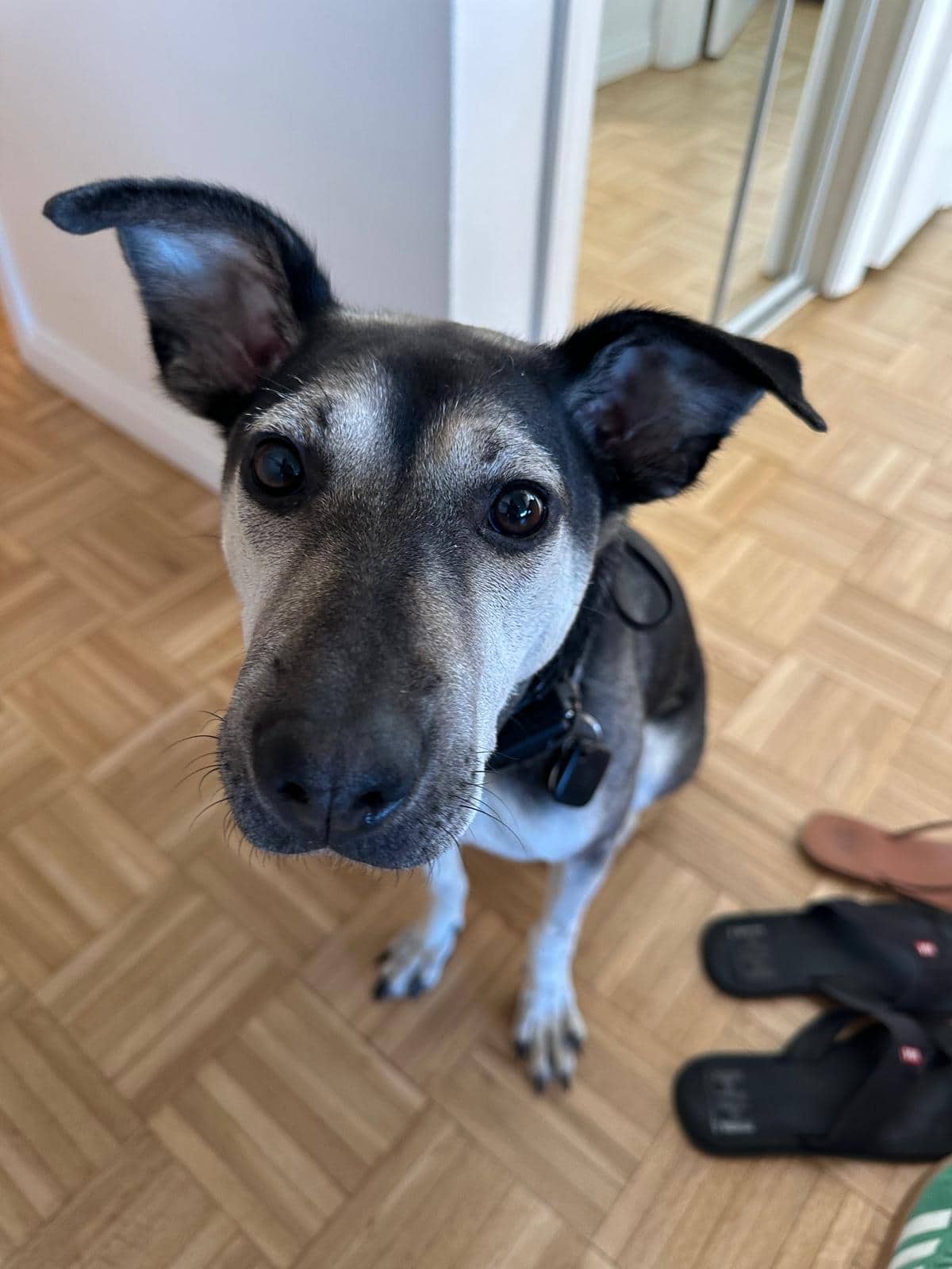 Anika - Mixed Breed available for adoption