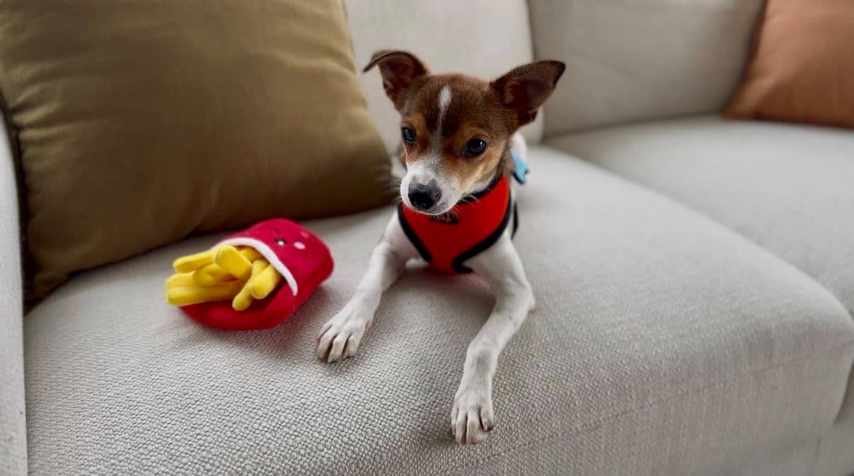 Ketchup - Mixed Breed available for adoption