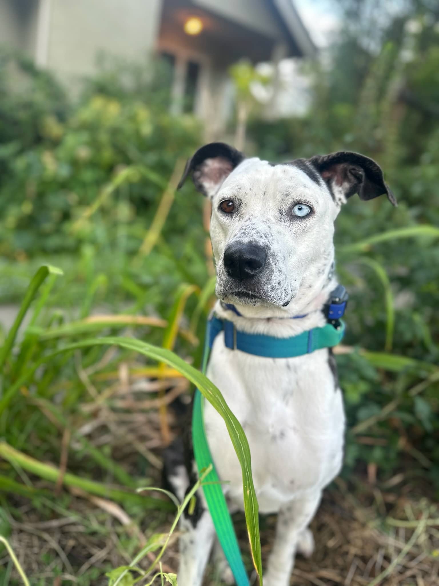 Osa - Catahoula Mix available for adoption in British Columbia