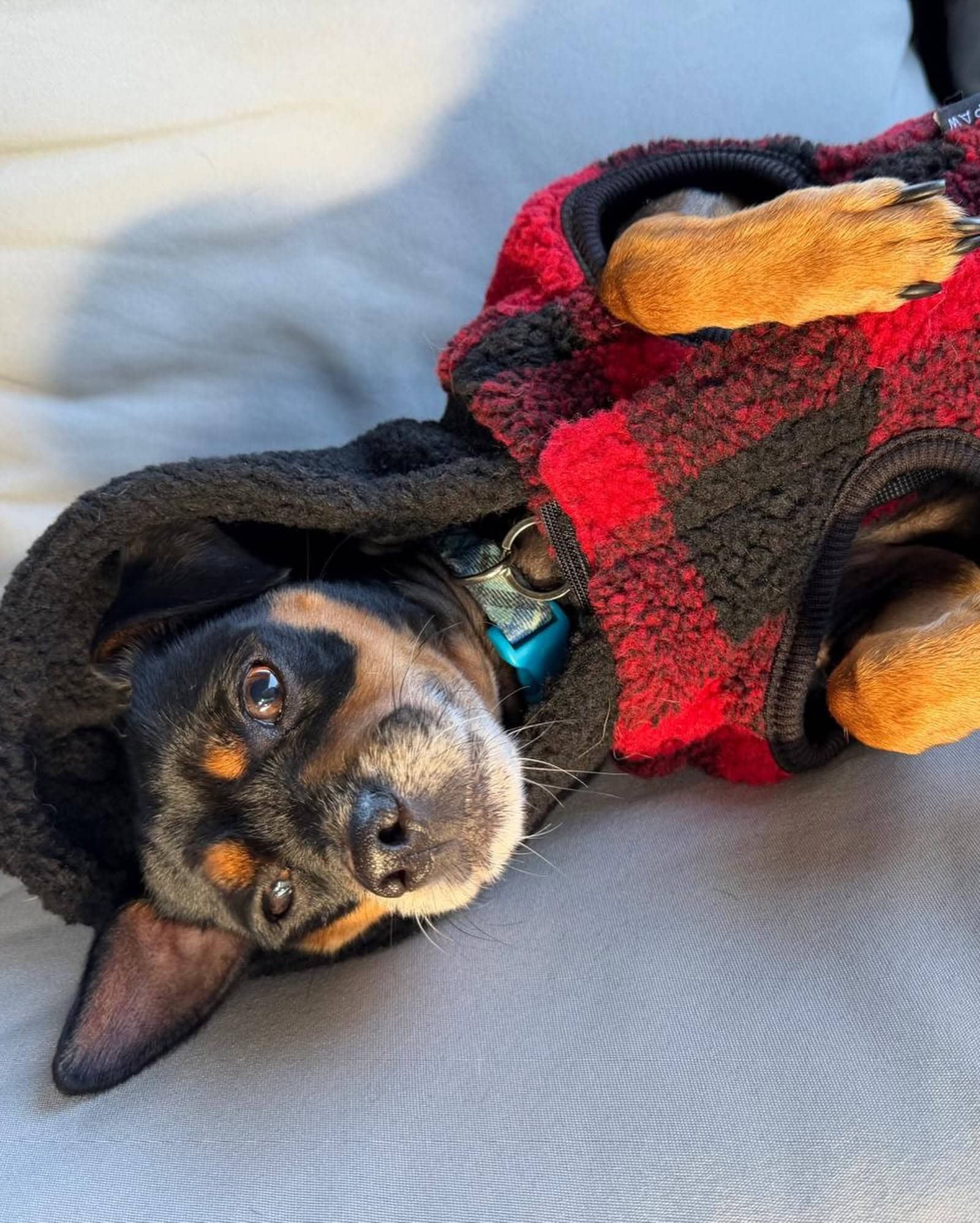 Cleo - Mixed Breed available for adoption at Barney's Furry Friends in Vancouver