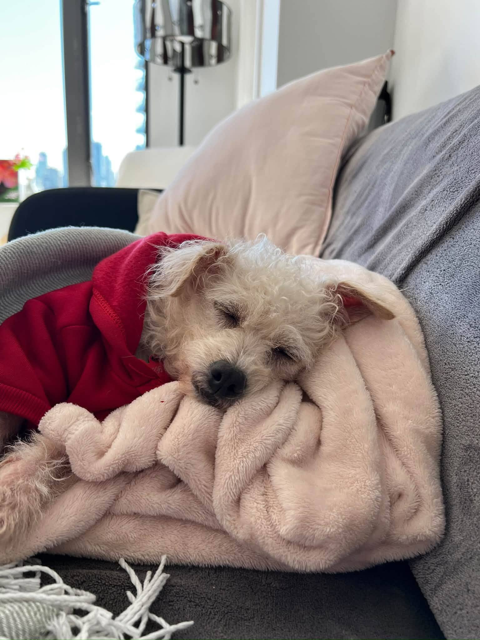 Candy - Mixed Breed available for adoption at Barney's Furry Friends in Vancouver