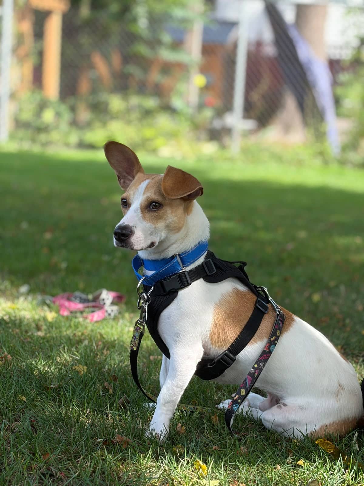 Tom Sawyer - Jack Russell Mix available for adoption at Barney's Furry Friends in Vancouver