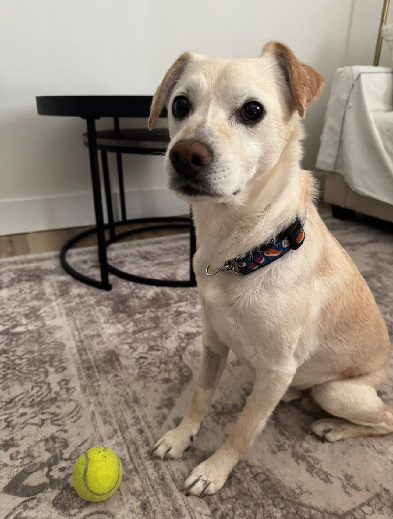 Chico - Mixed Breed available for adoption at Barney's Furry Friends in Vancouver