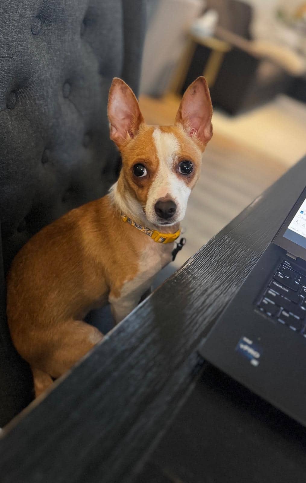 Quirk - Chihuahua Mix available for adoption at Barney's Furry Friends in Vancouver