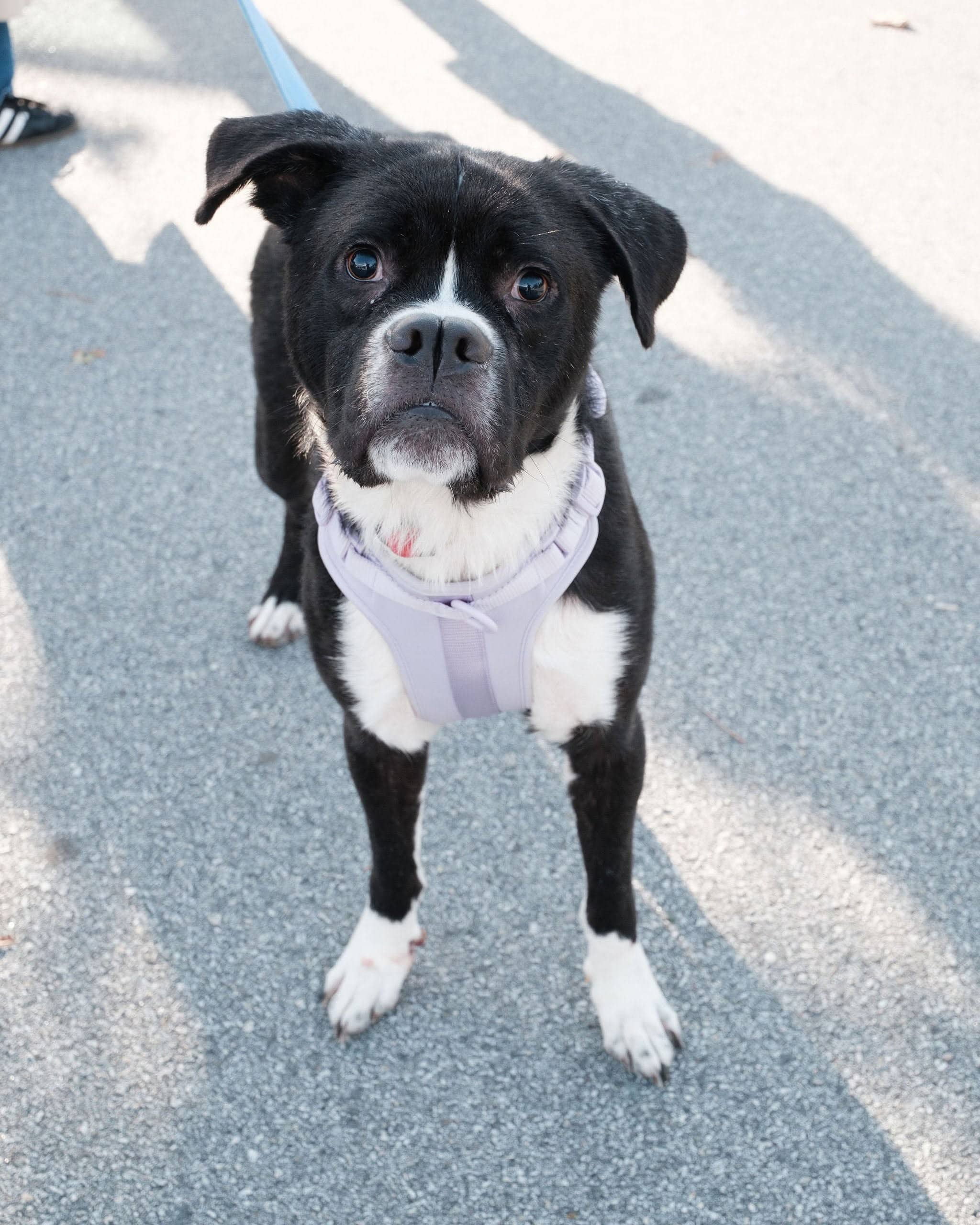 Bowie - Boxer available for adoption at Barney's Furry Friends in Vancouver