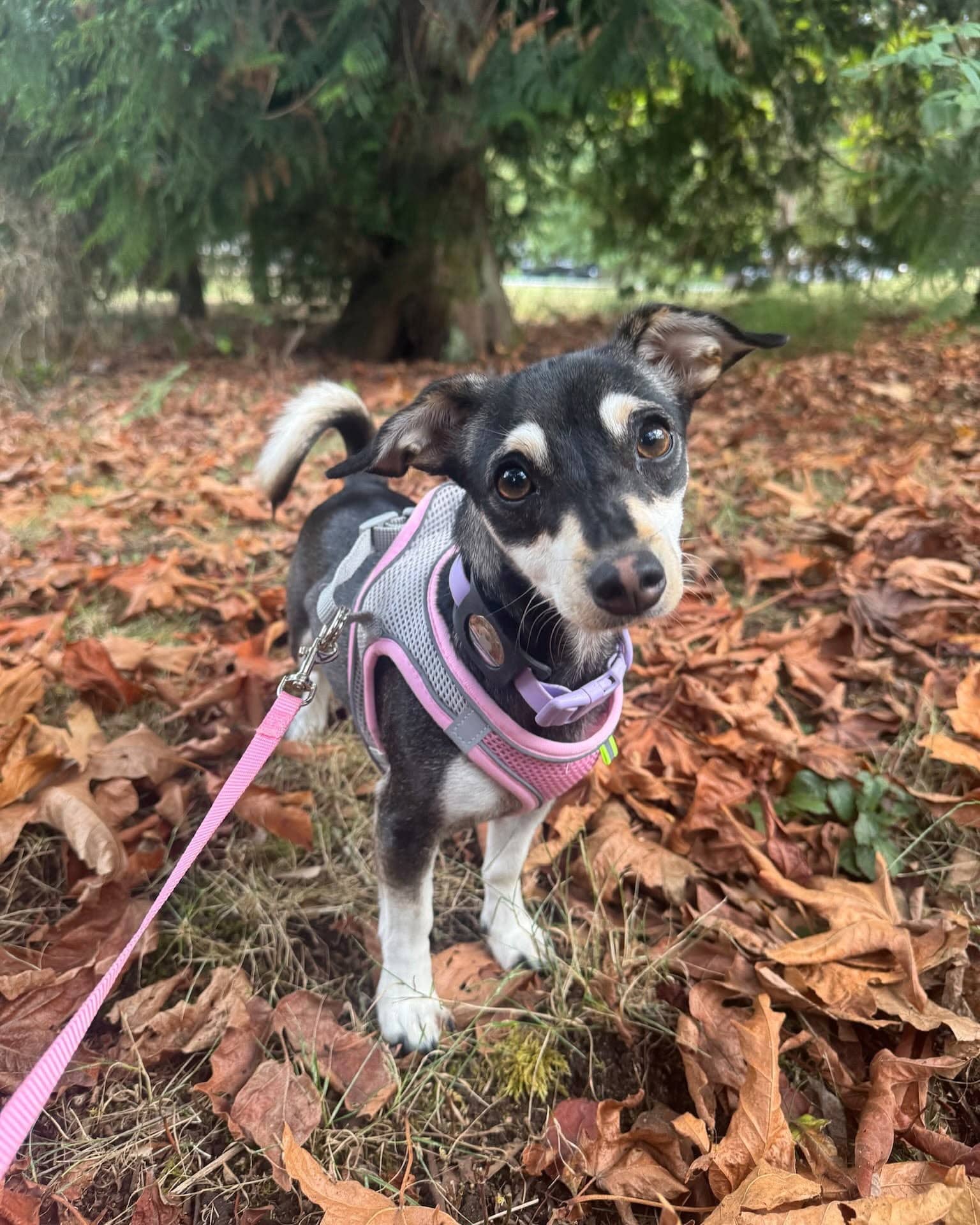 Flora - Mixed Breed available for adoption at Barney's Furry Friends in Vancouver