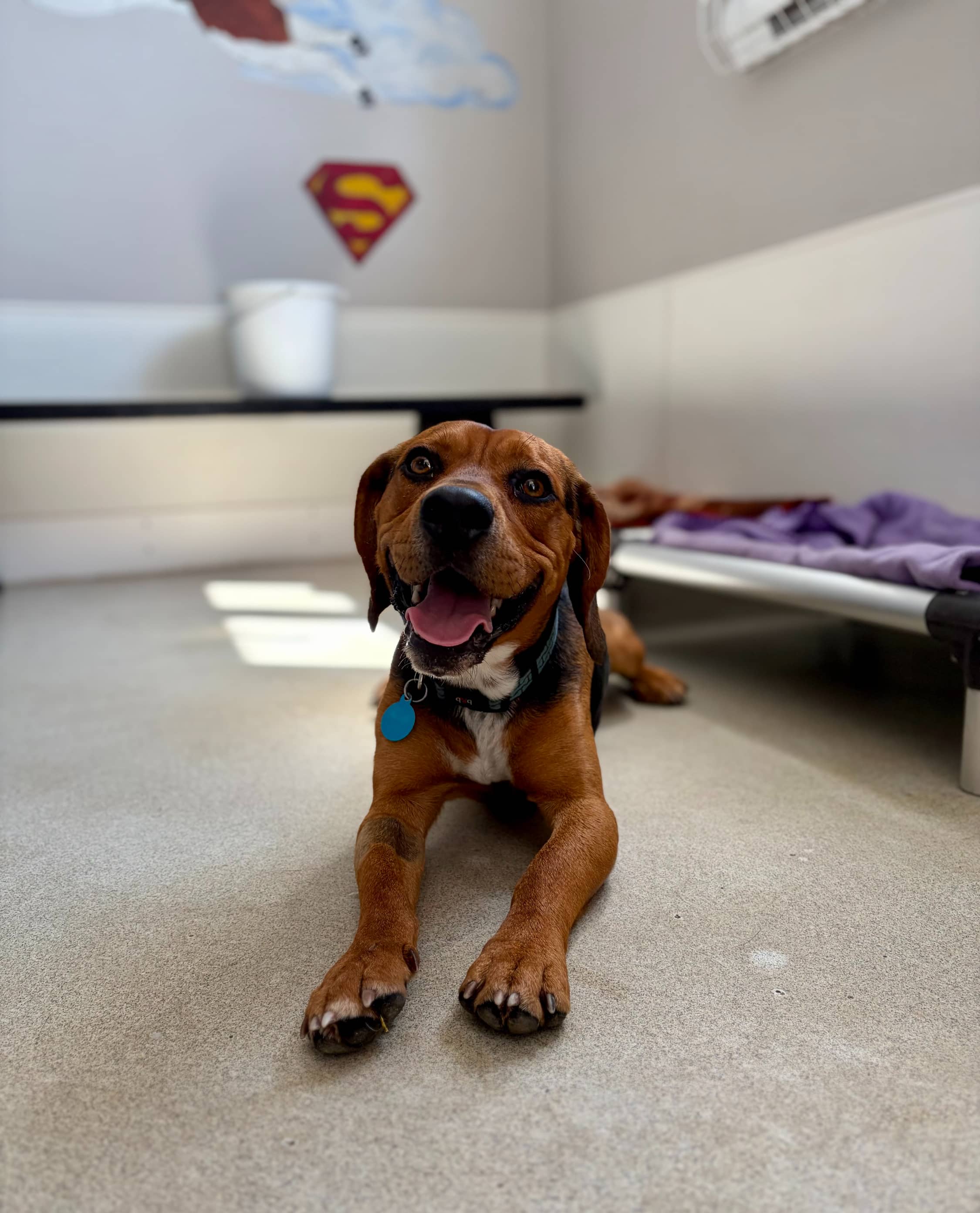 Benny - Beagle available for adoption at Beagle Paws in St. John's