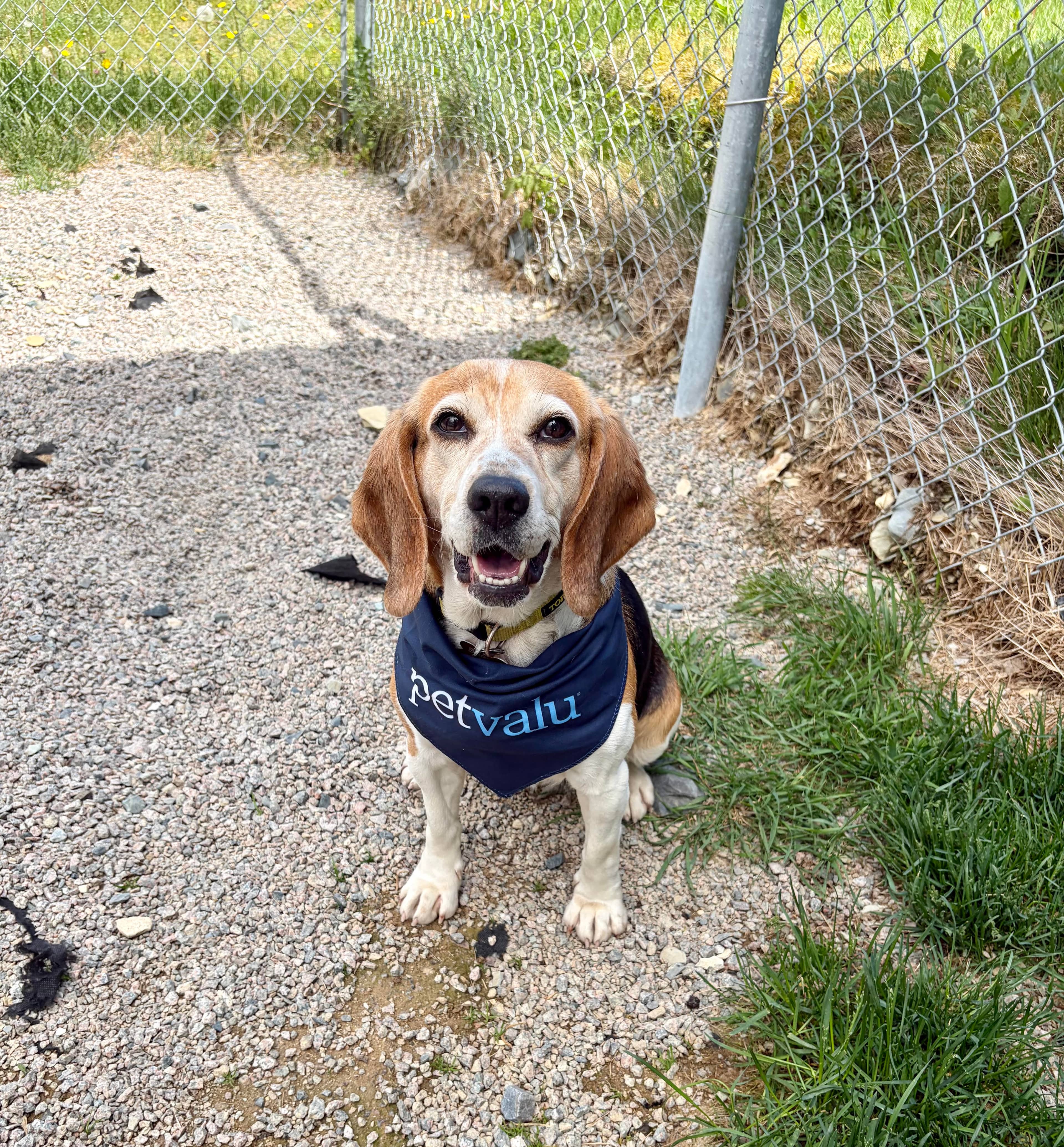 Misty - Beagle available for adoption