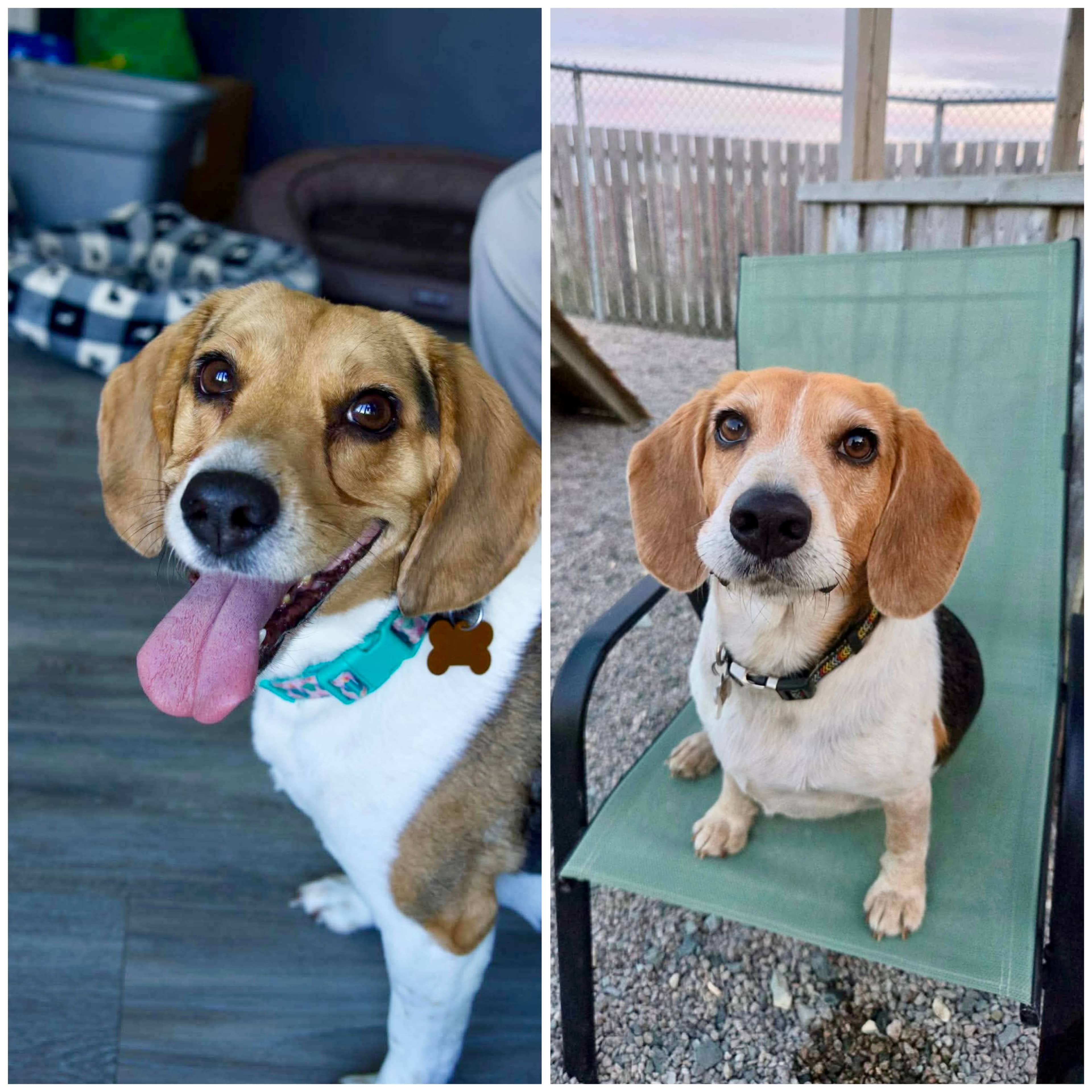 Minnie + Roxy - Beagle available for adoption