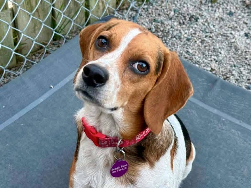 Zoey - Beagle available for adoption at Beagle Paws in St. John's
