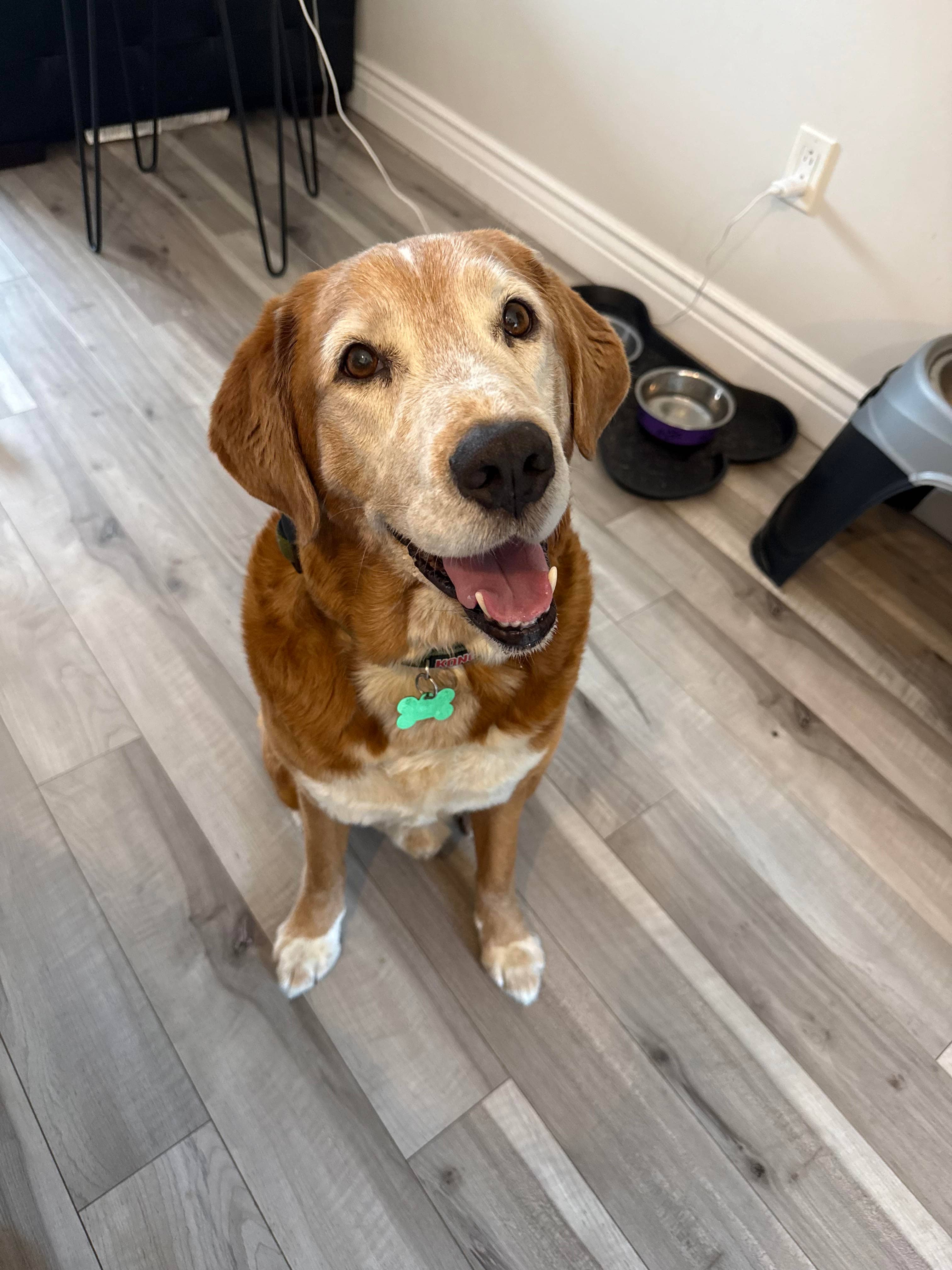 Sonny - Beagle available for adoption
