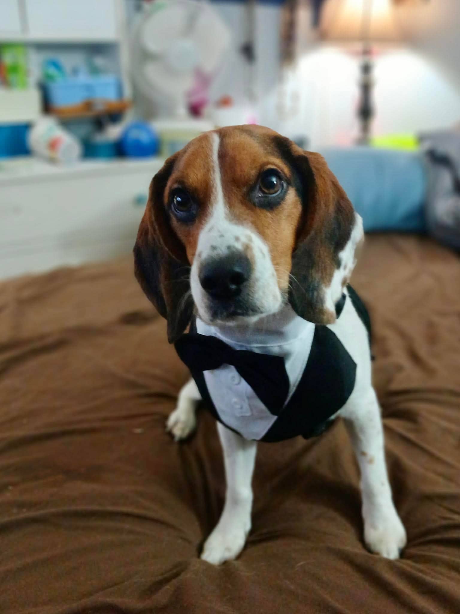 Louie - Beagle available for adoption in Newfoundland and Labrador