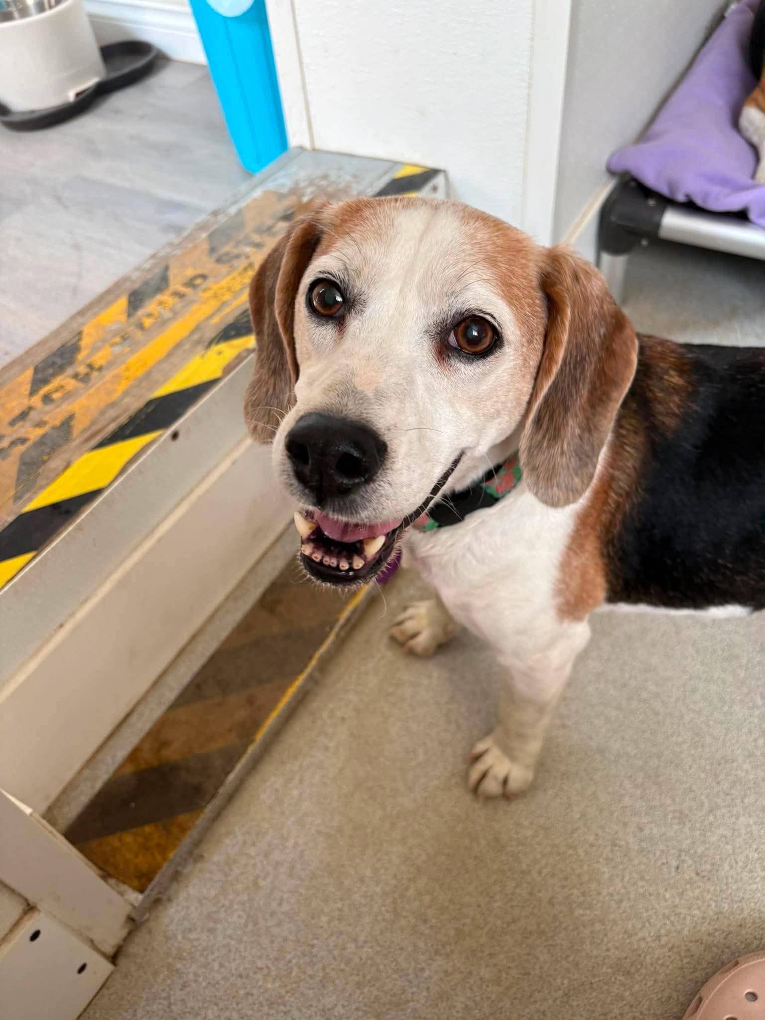 Gabby - Beagle available for adoption