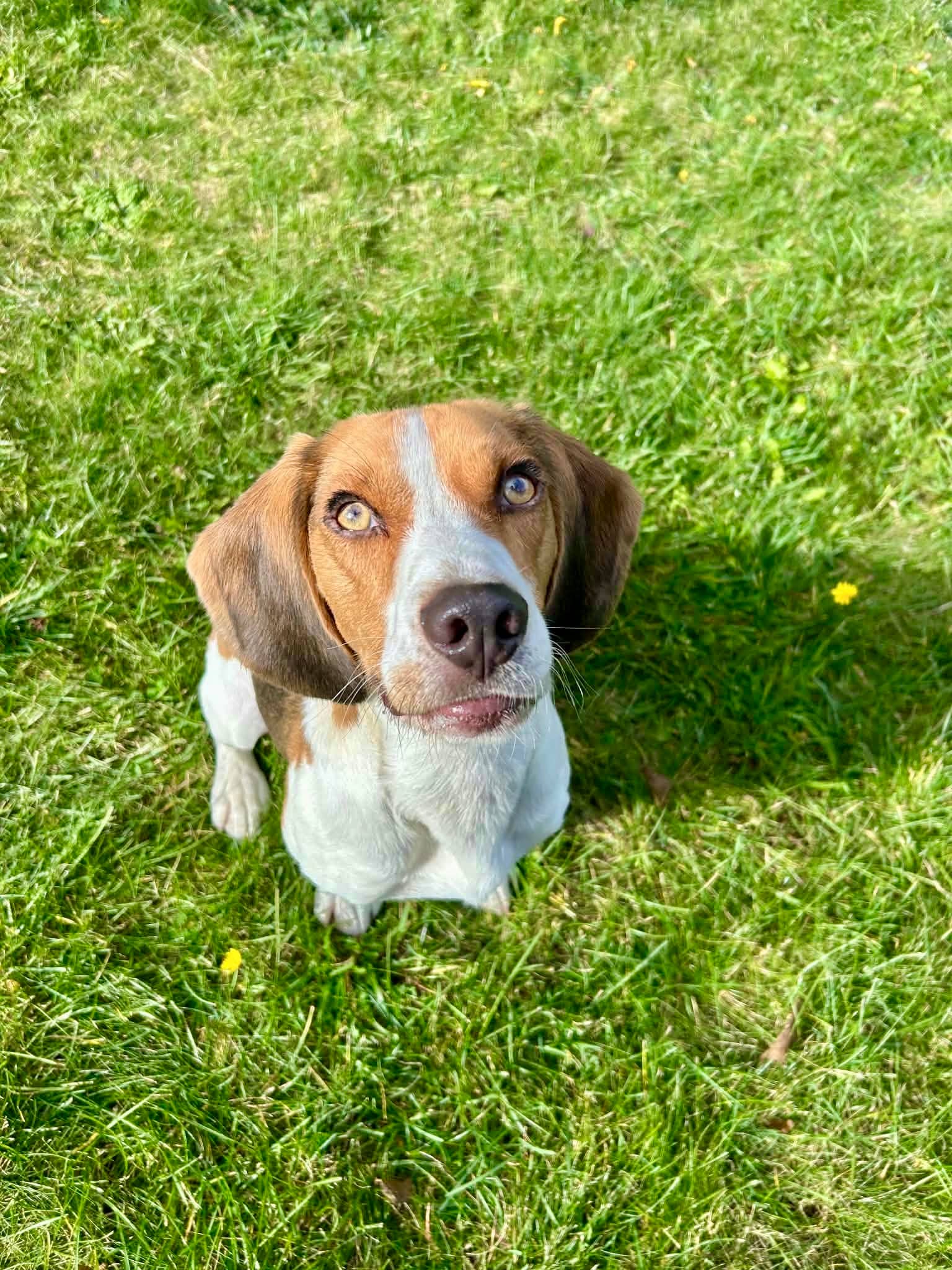 Sam - Beagle available for adoption at Beagle Paws in St. John's
