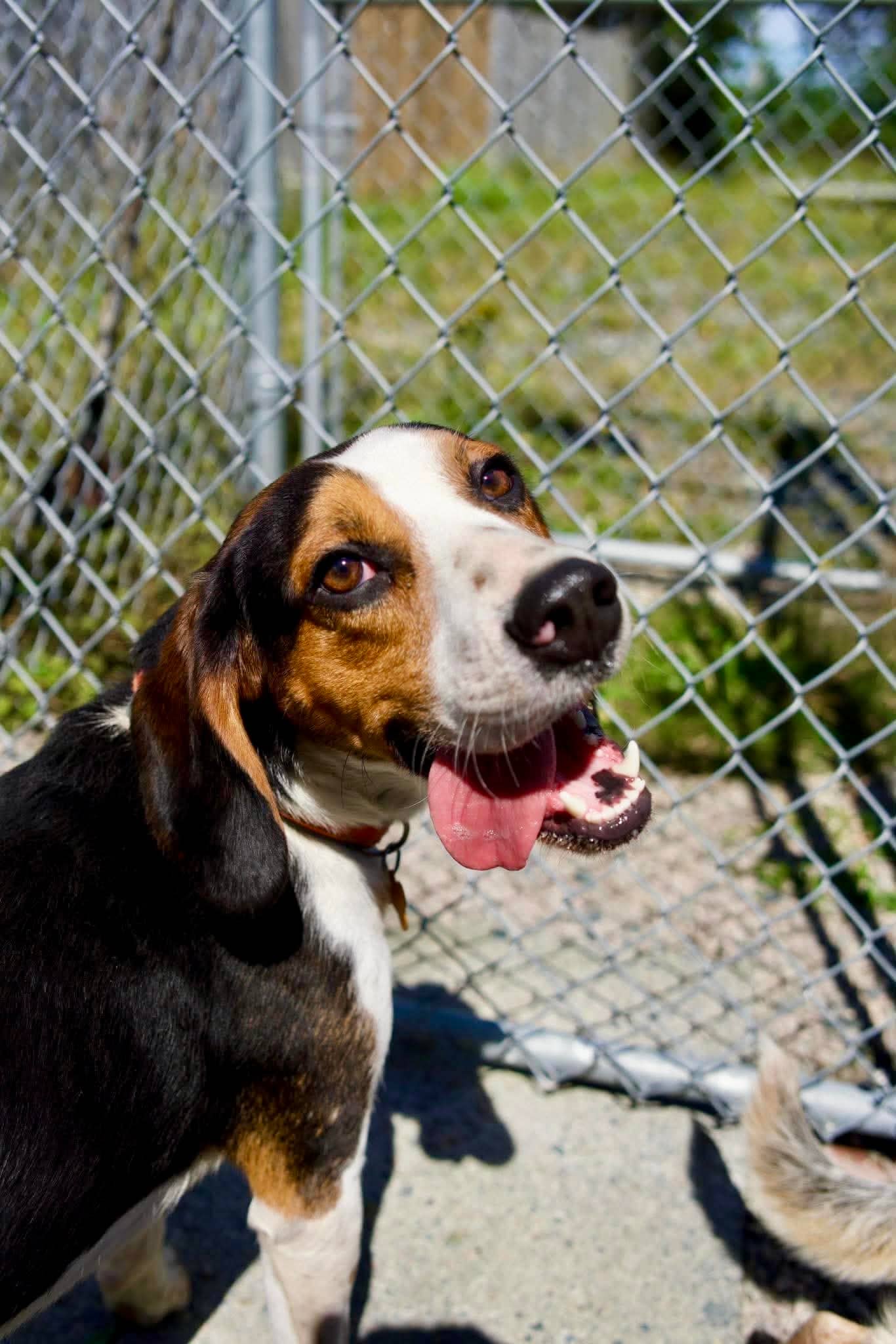 Oscar - Beagle available for adoption