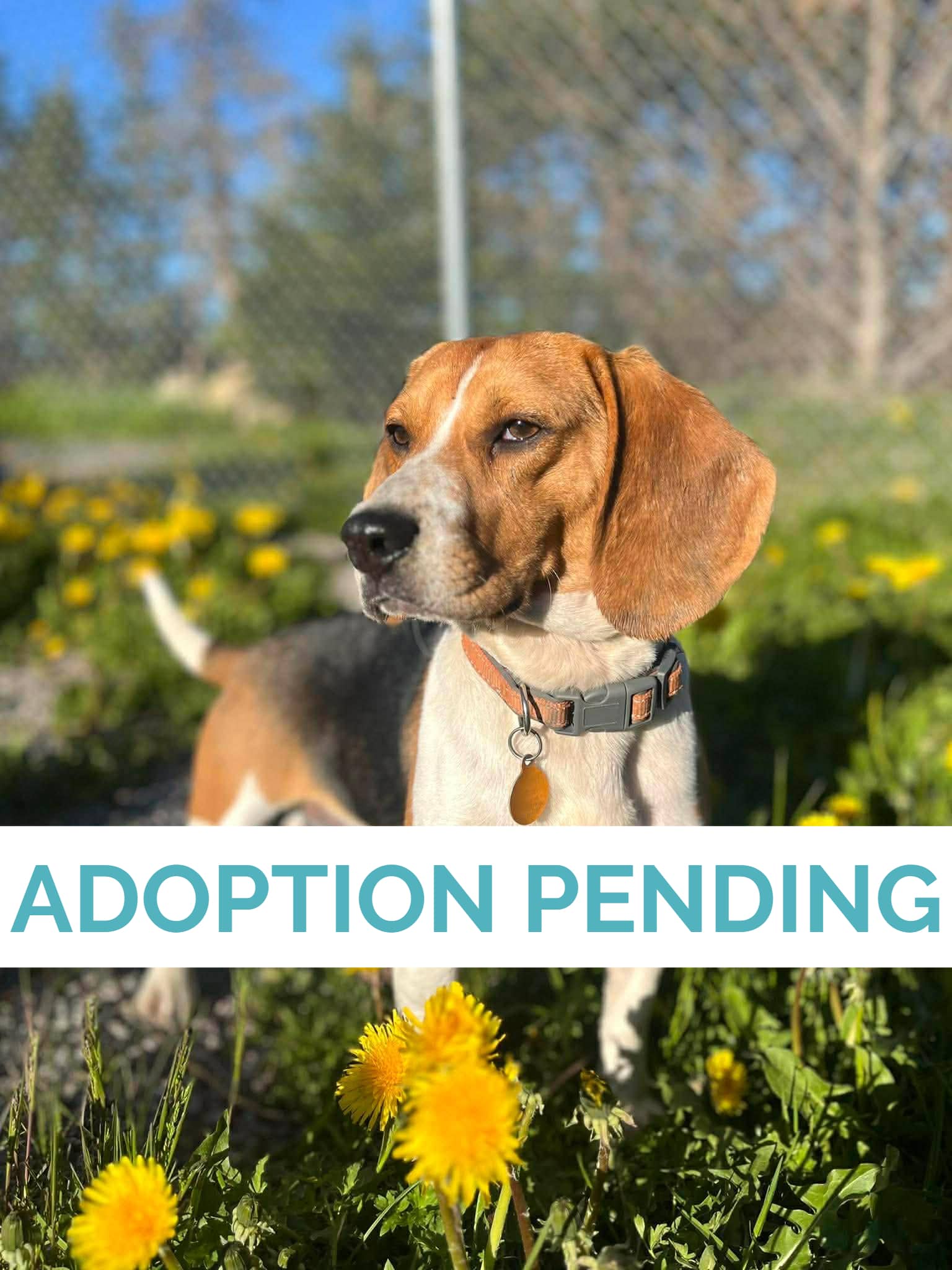 Jalene - Beagle available for adoption