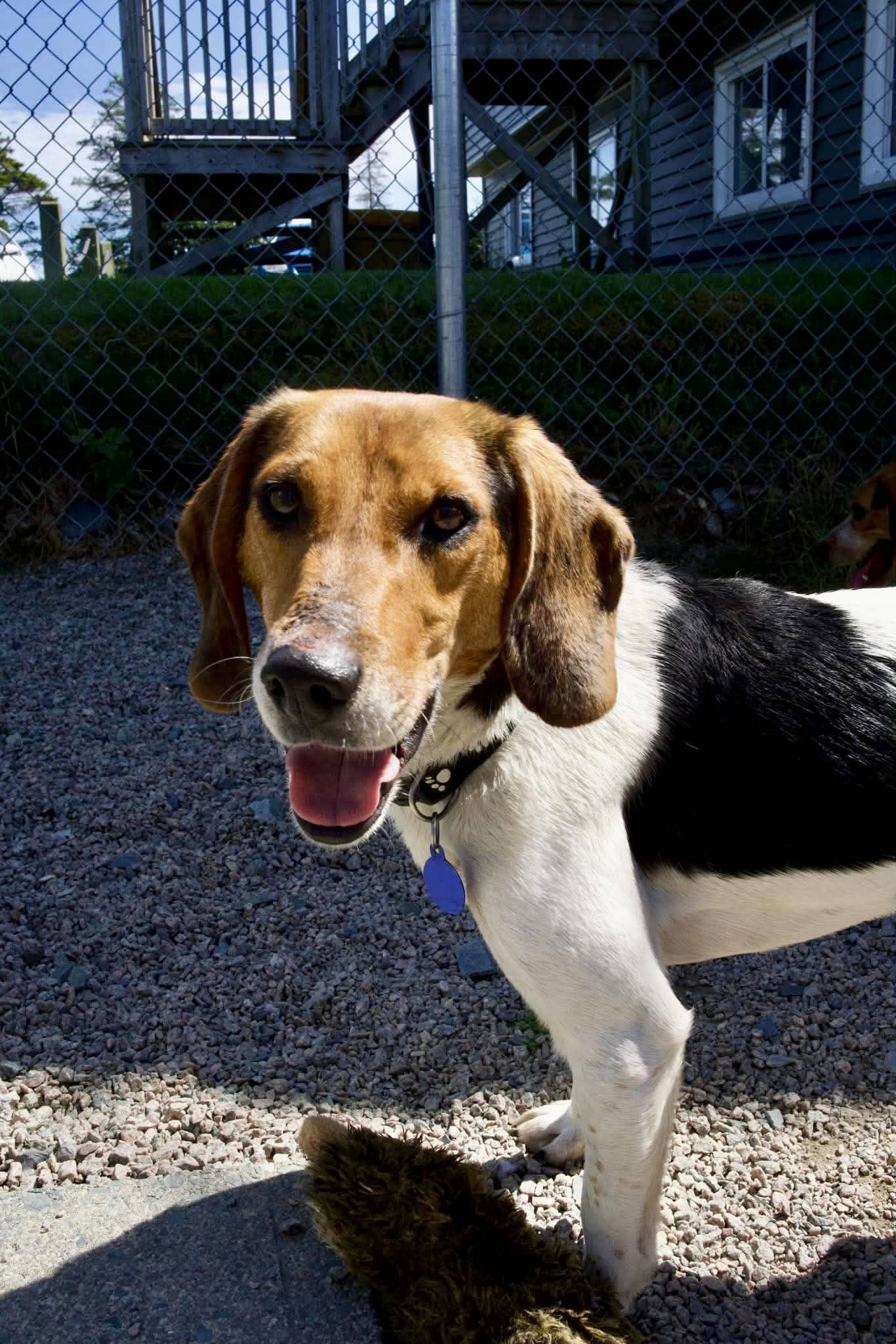 Biscuit - Beagle available for adoption at Beagle Paws in St. John's