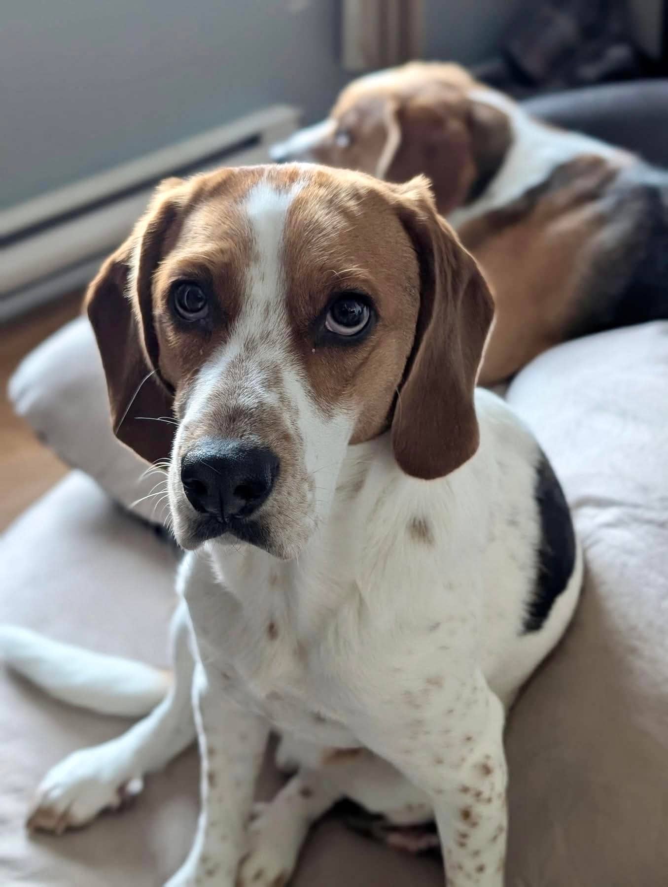 Spot - Beagle available for adoption