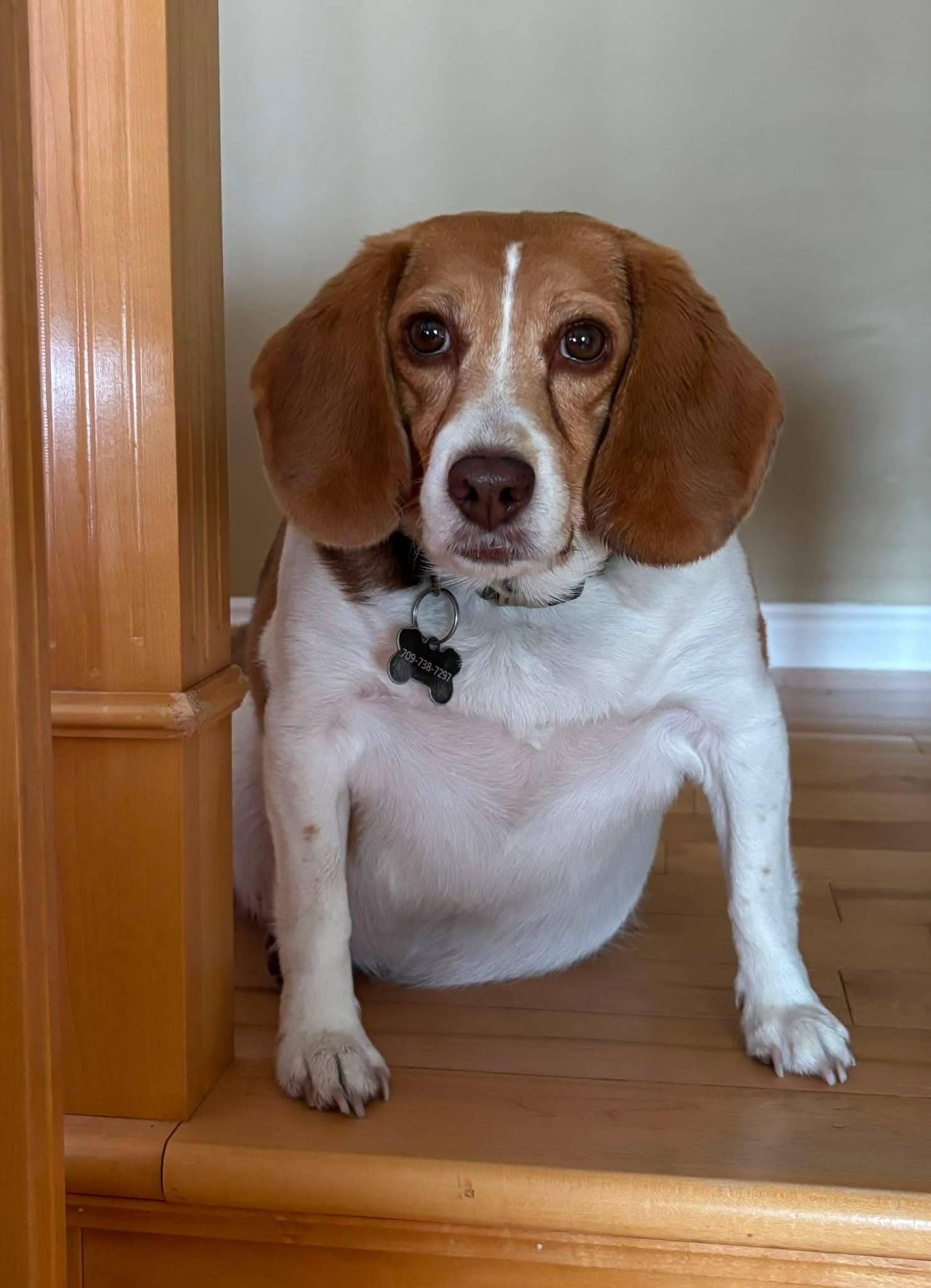 Lily - Beagle available for adoption at Beagle Paws in St. John's