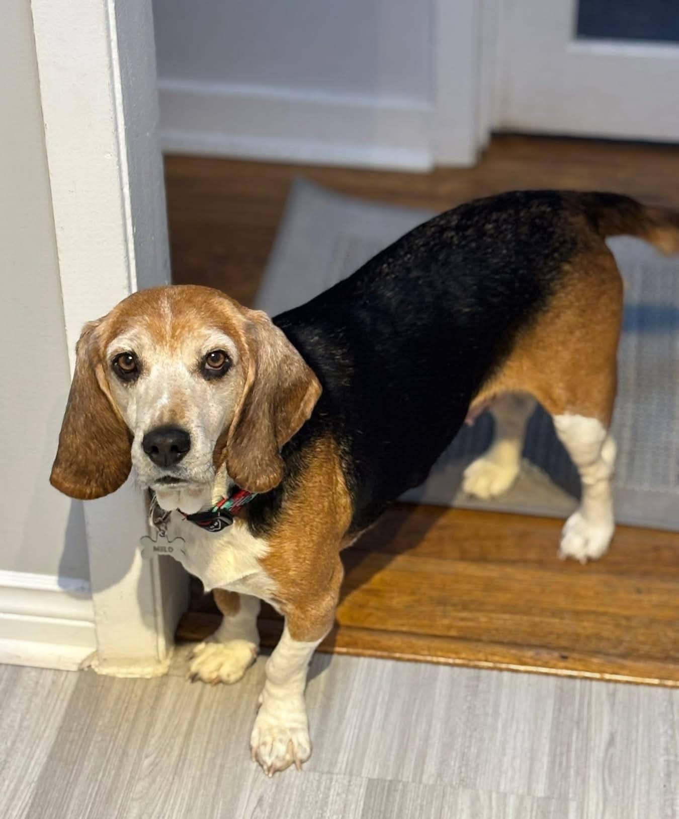 Phoebe - Beagle available for adoption at Beagle Paws in St. John's